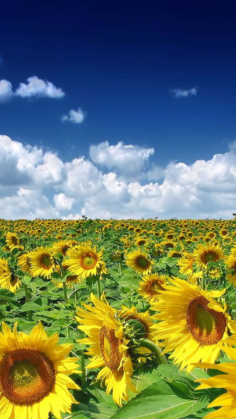 Sommerstemning iPhone med solsikkefelt Bakgrunner