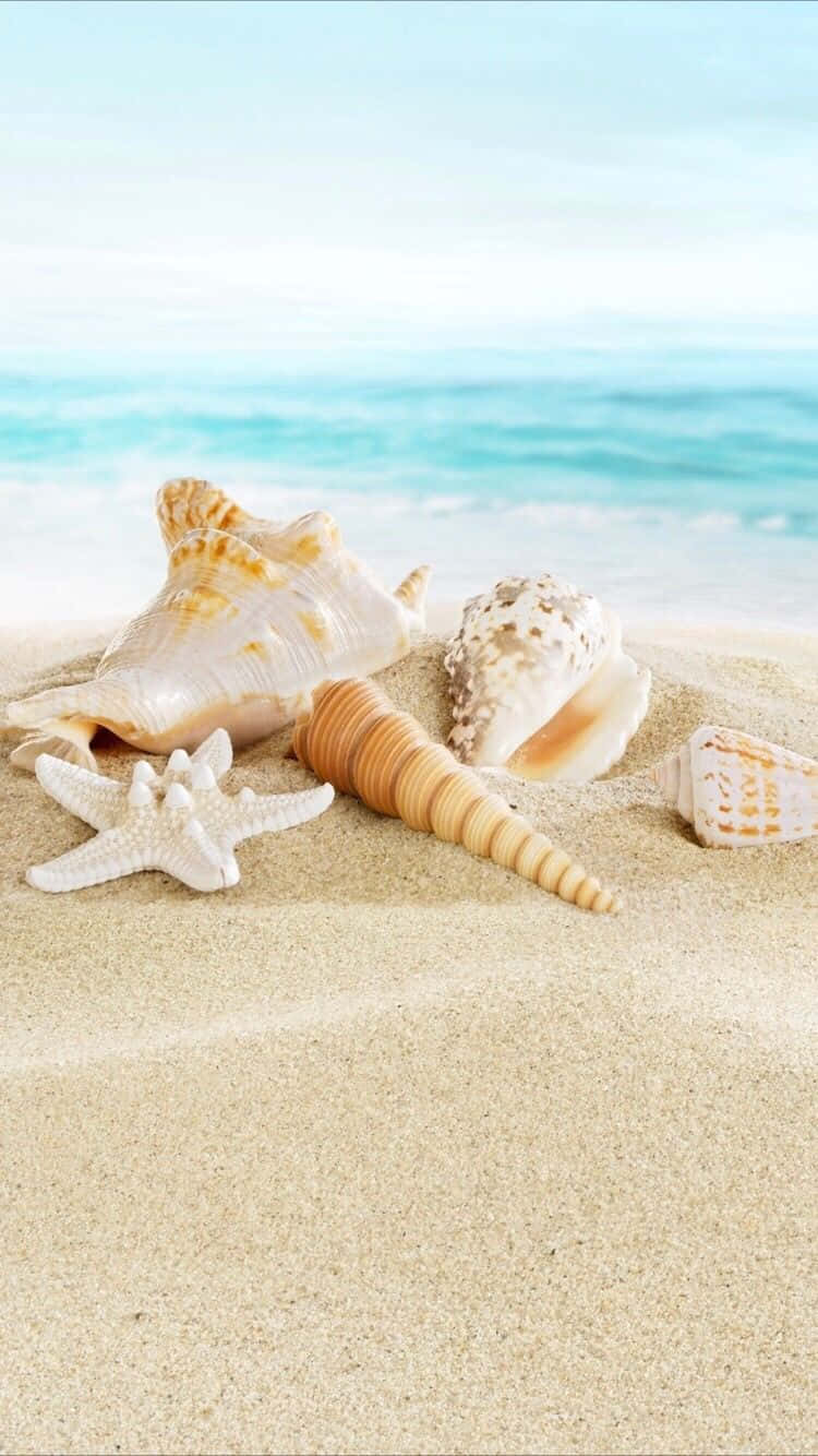 Sommerstrand iPhone Skjell Bakgrunner