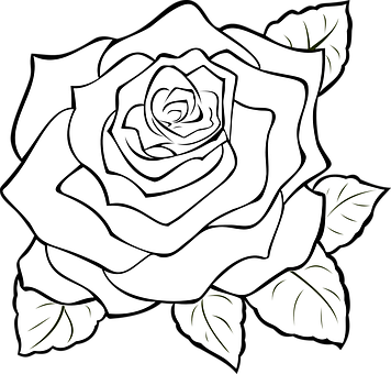 Sort og hvit rose line art Bakgrunner