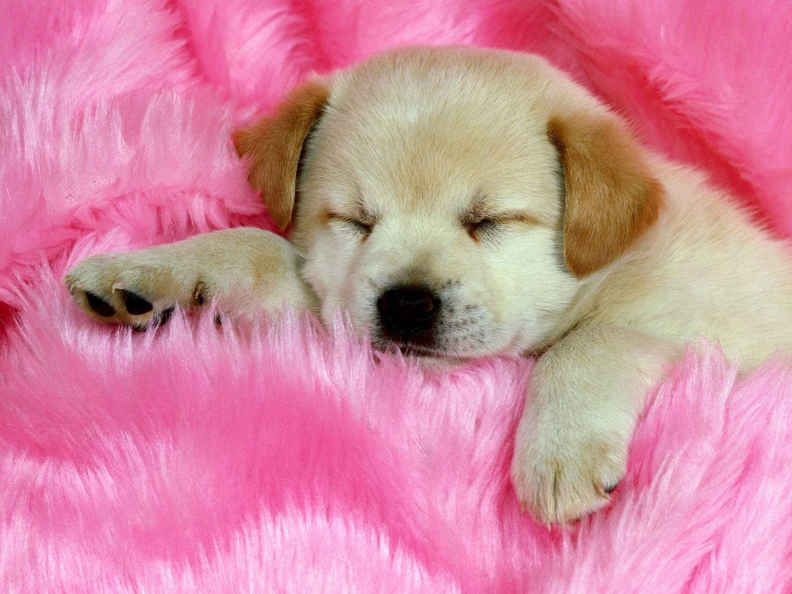 Sovende golden retriever på rosa pels Bakgrunner