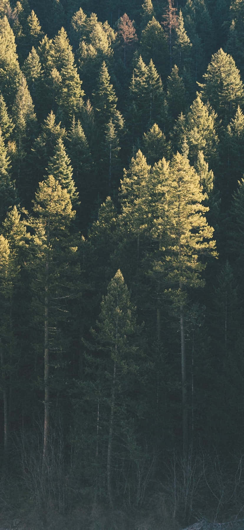 «Spaser fredelig gjennom naturen med Trees iPhone» Bakgrunner