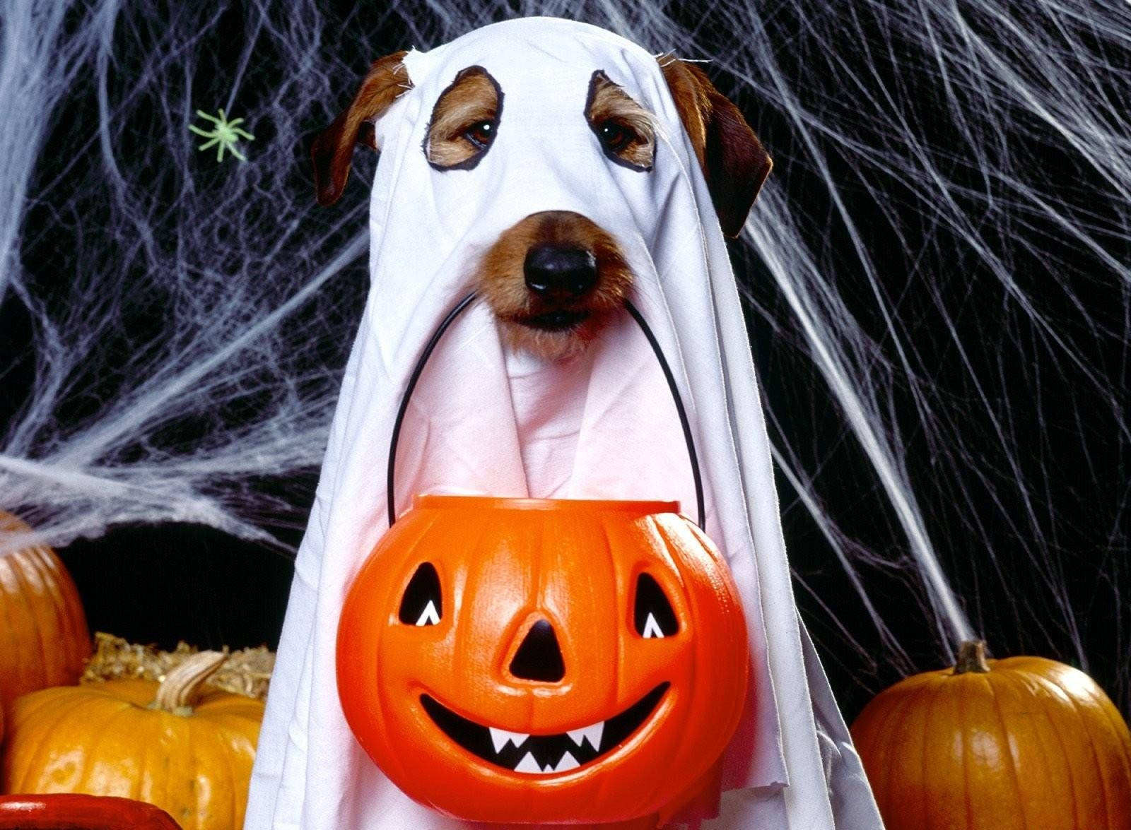 Søt hund i halloween-spøkelseskostyme som bærer en gresskarkurv bakgrunnsbilde. — Søt estetisk GIF Bakgrunner