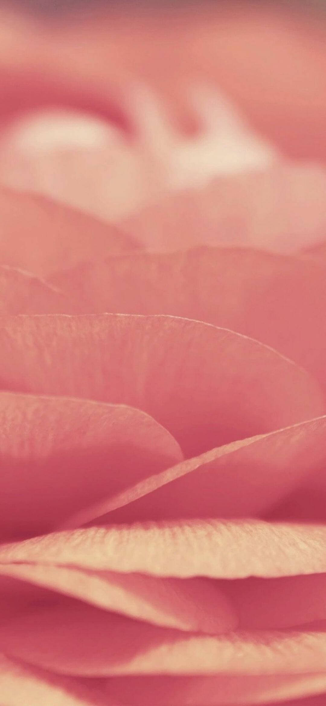 Sprø rosa chips iPhone XR Bakgrunner