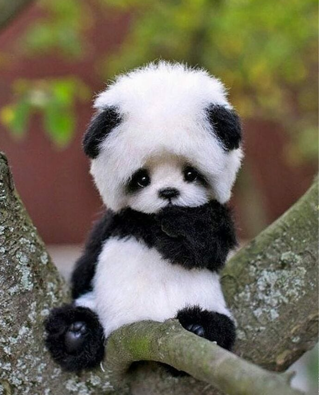 Søt babypanda koser seg med en ballong Bakgrunner