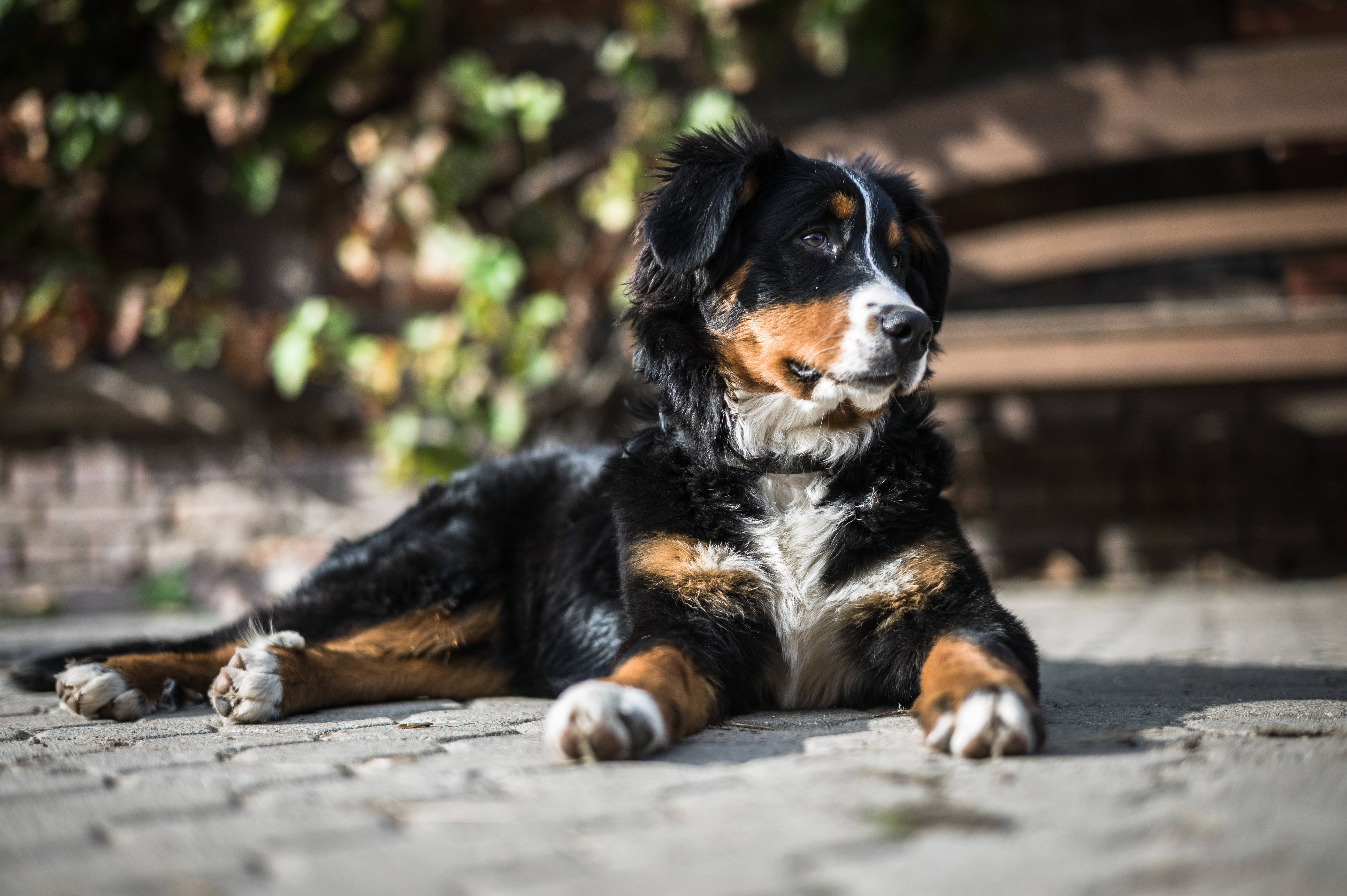 Søt Berner Sennenhund i Solen Bakgrunner