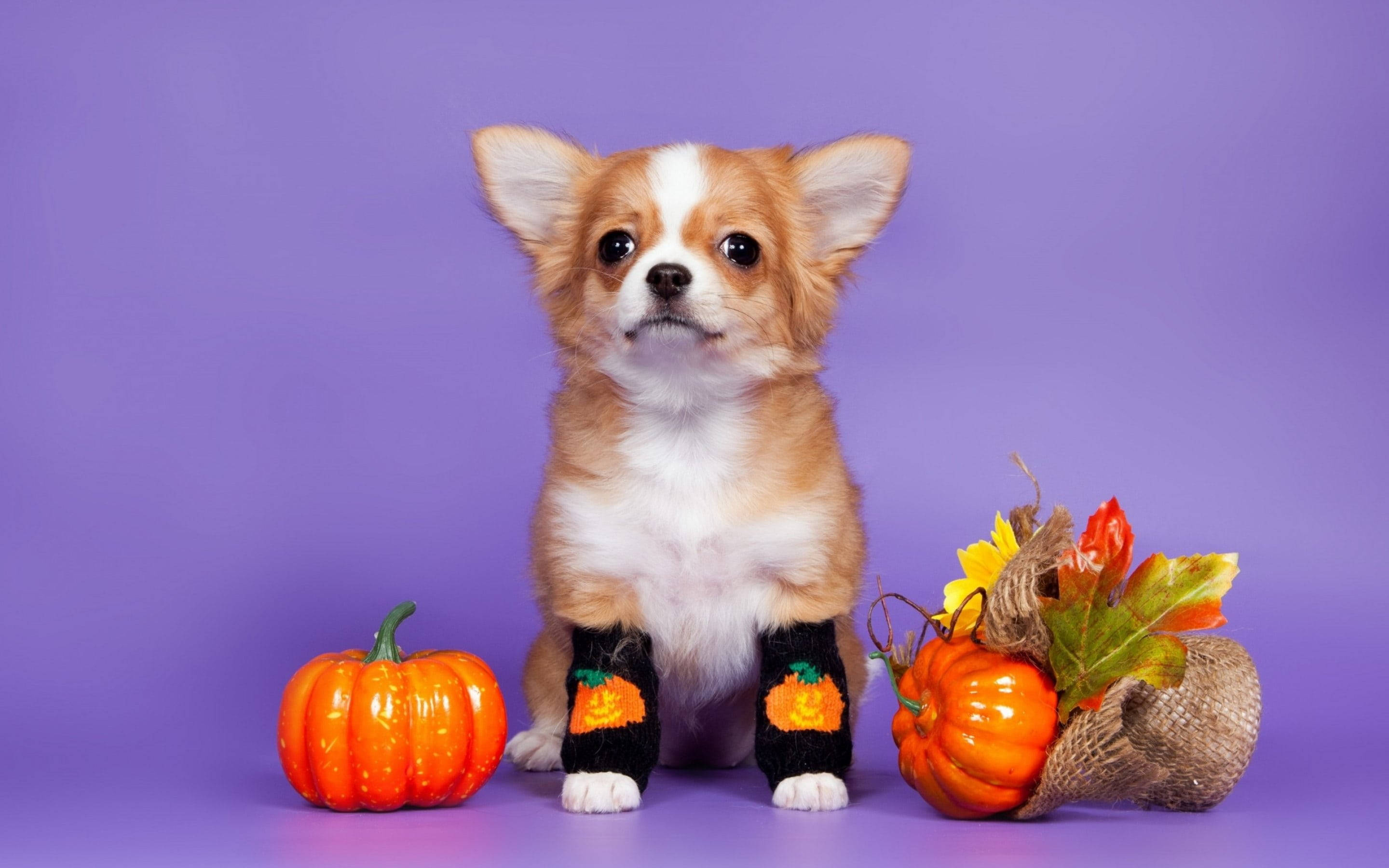 Søt estetisk Halloween-hund Bakgrunner