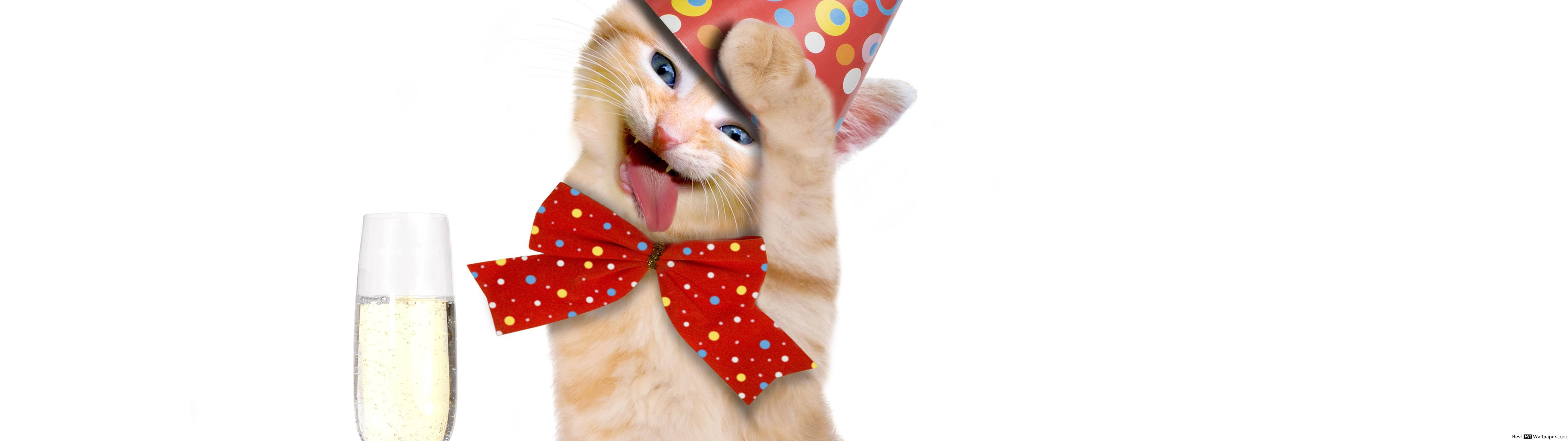 Søt festkatt Bakgrunner