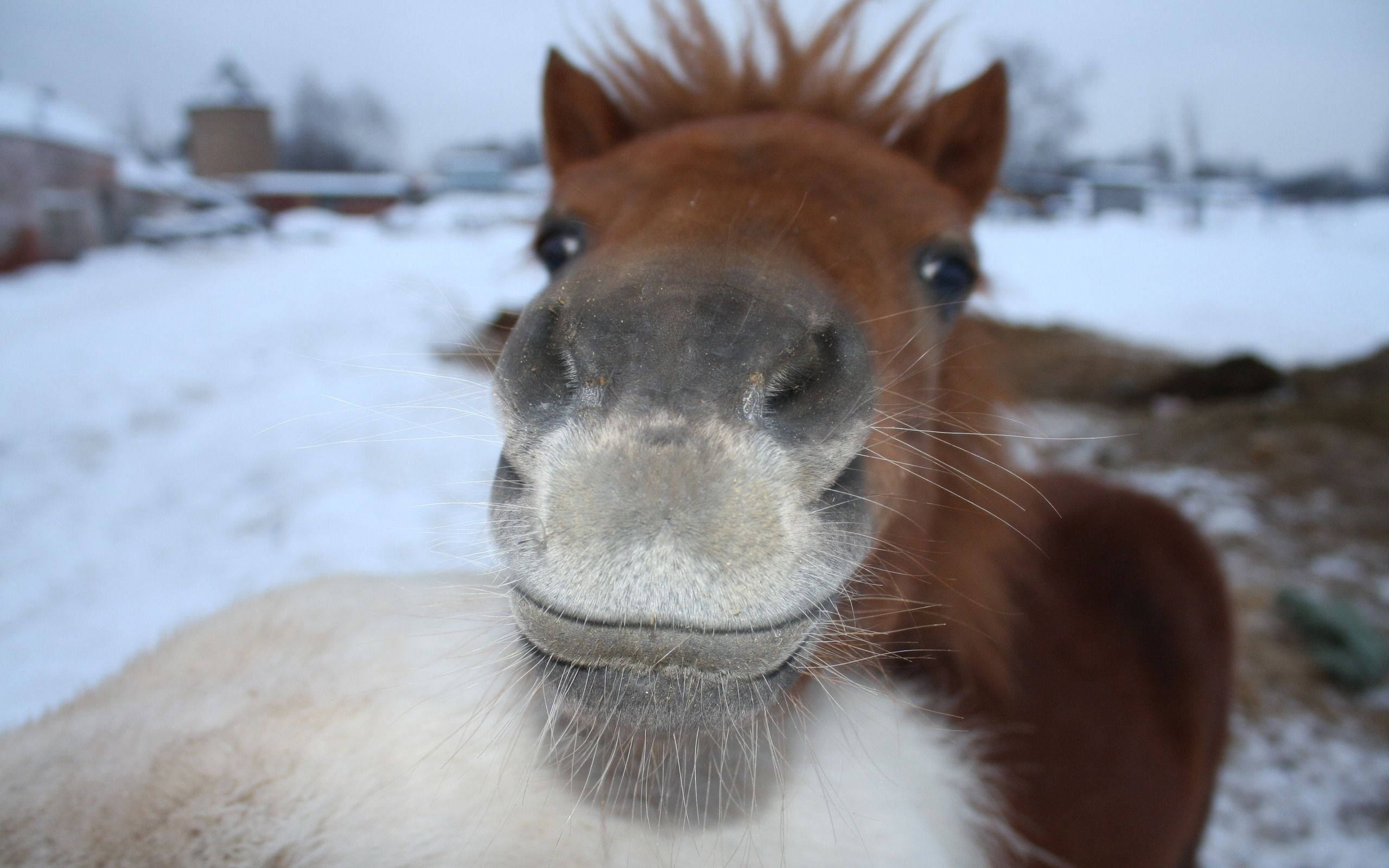 Søt hest med hvit leppe Bakgrunner