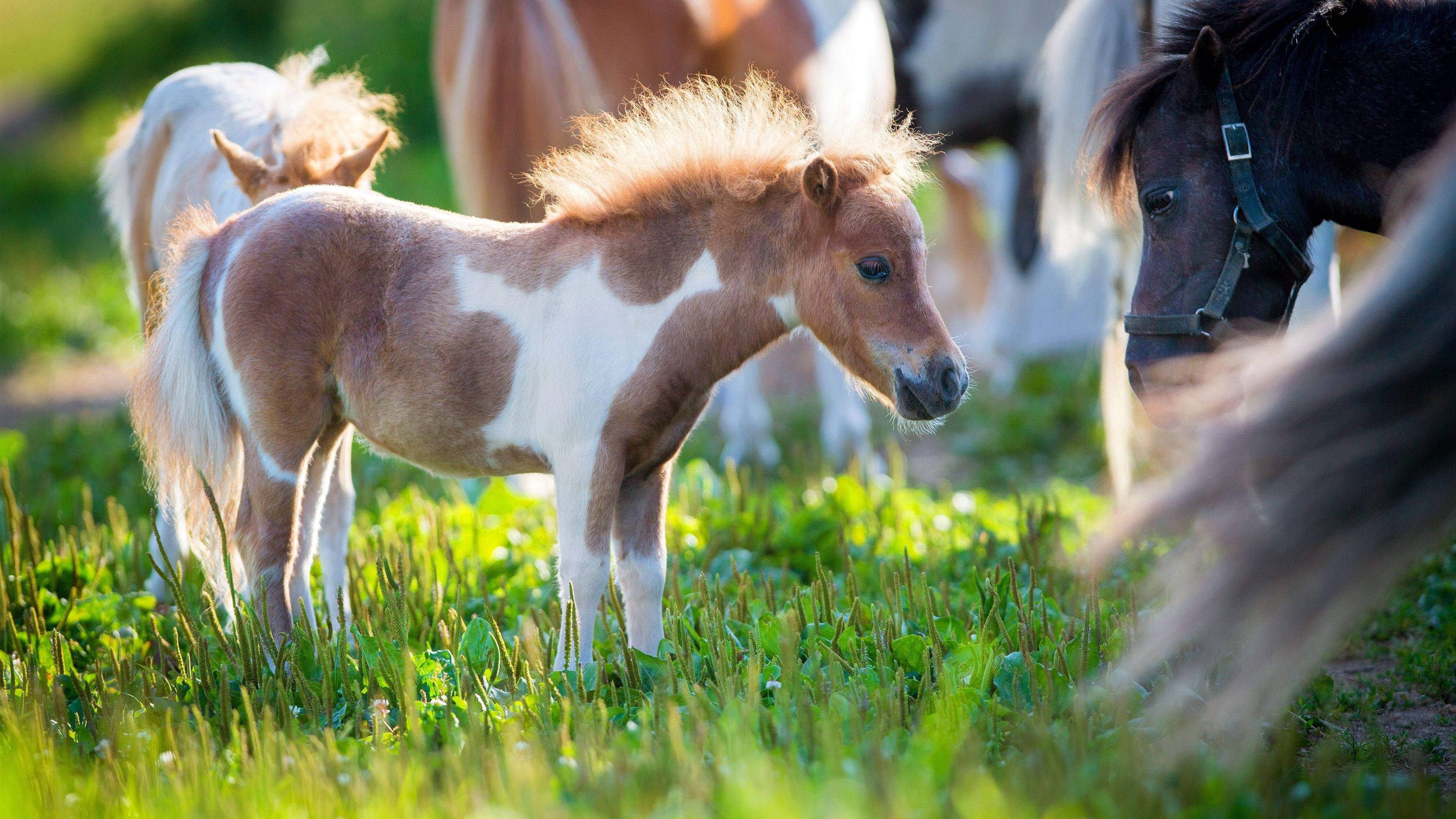 Søt hest med liten ponni Bakgrunner