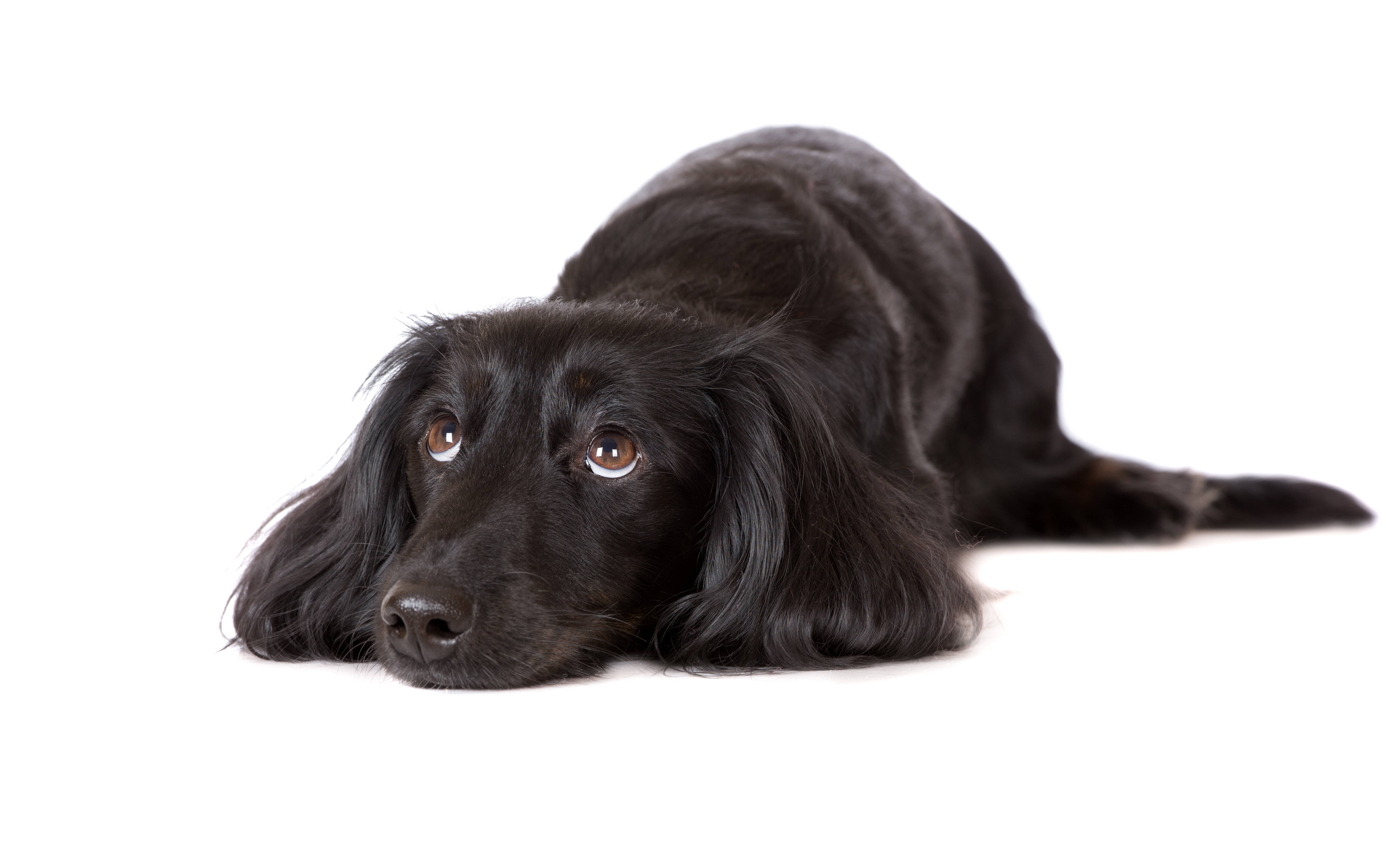 Søt hund flatcoat retriever Bakgrunner