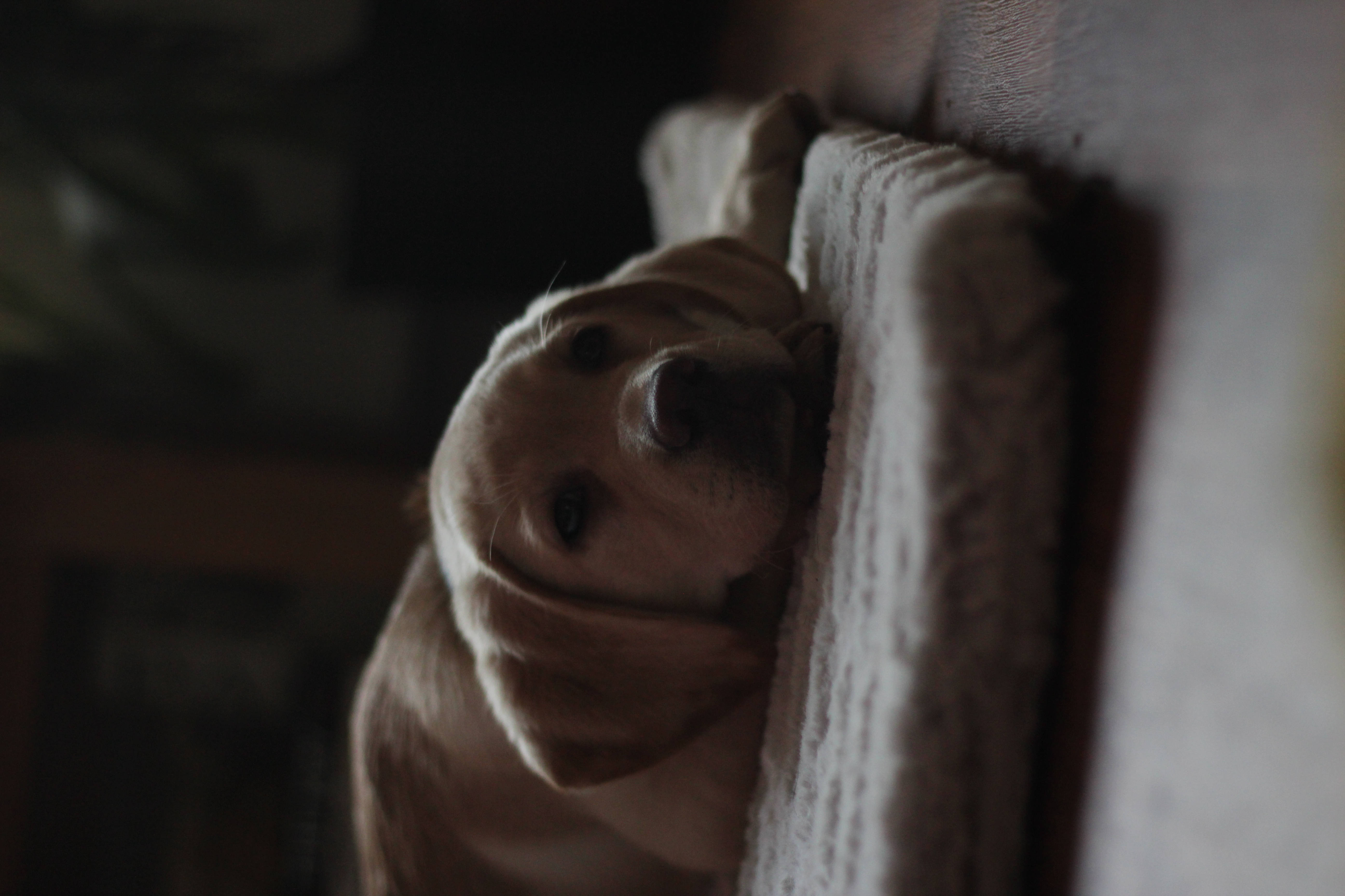 Søt hund på hvit pute Bakgrunner