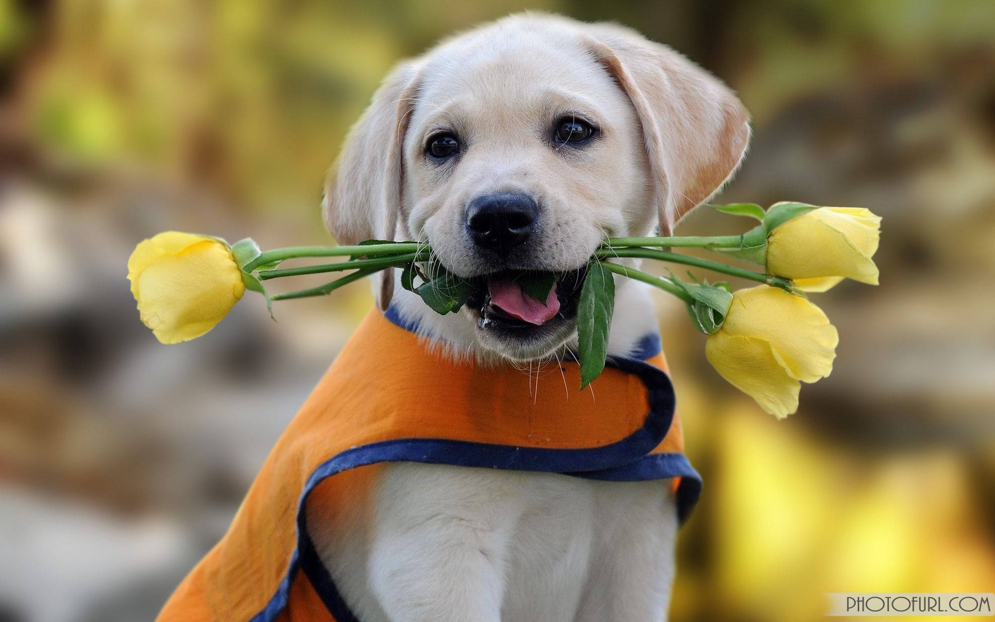 Søt hund som biter tulipaner Bakgrunner