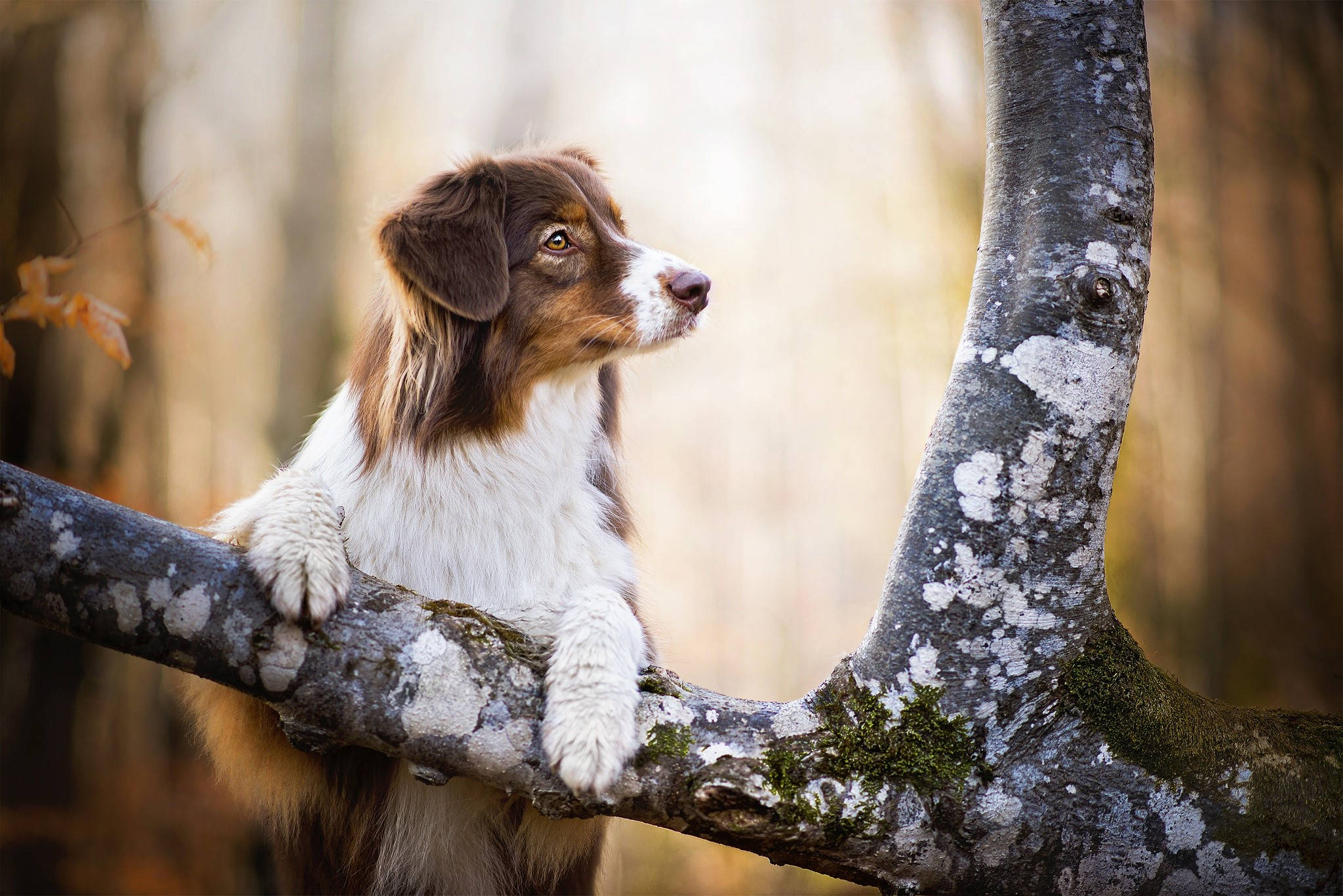 Søt hund som klatrer i tre Bakgrunner