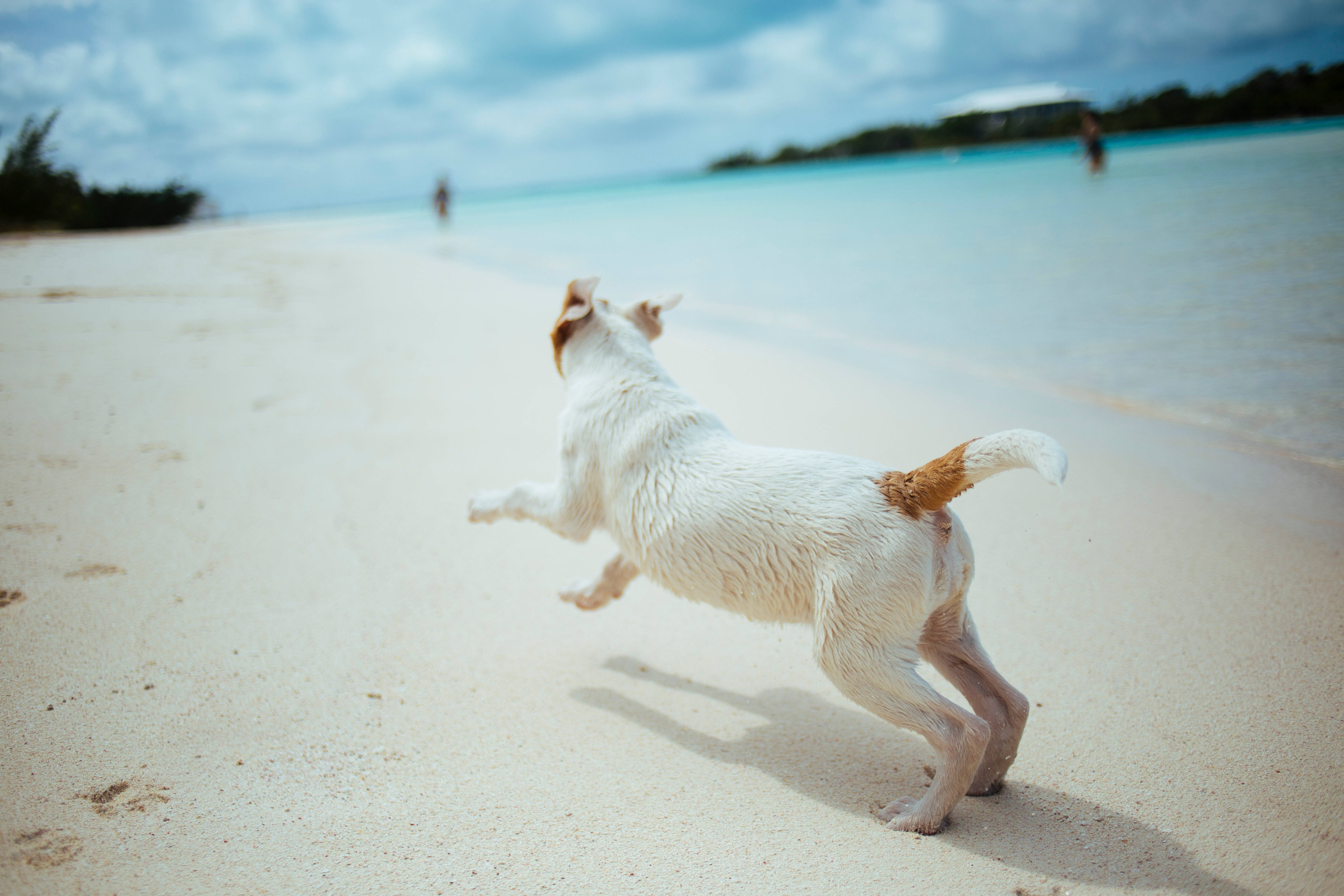 Søt hund som løper på stranden Bakgrunner