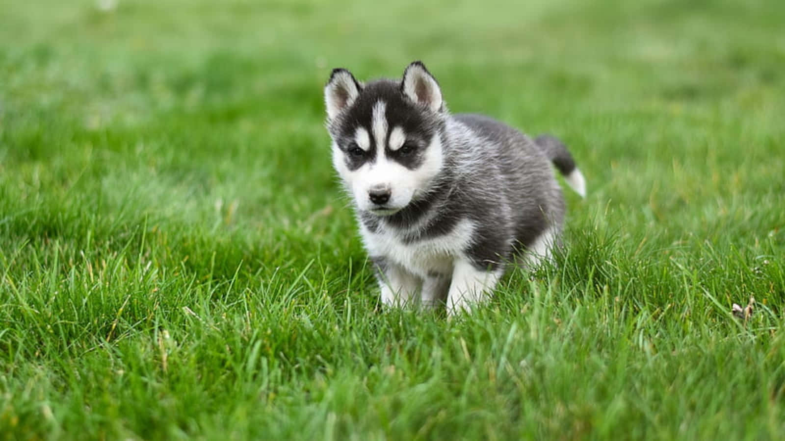 Søt huskyvalp som leker i gresset Bakgrunner
