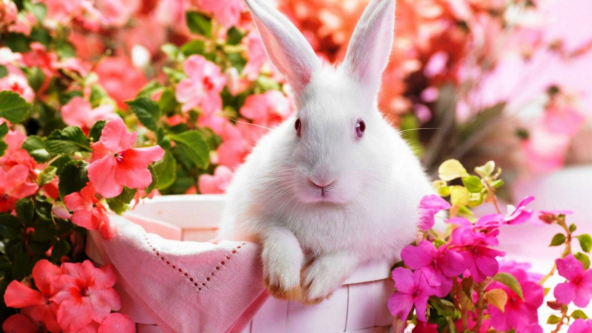 Søt hvit vårkanin Bakgrunner