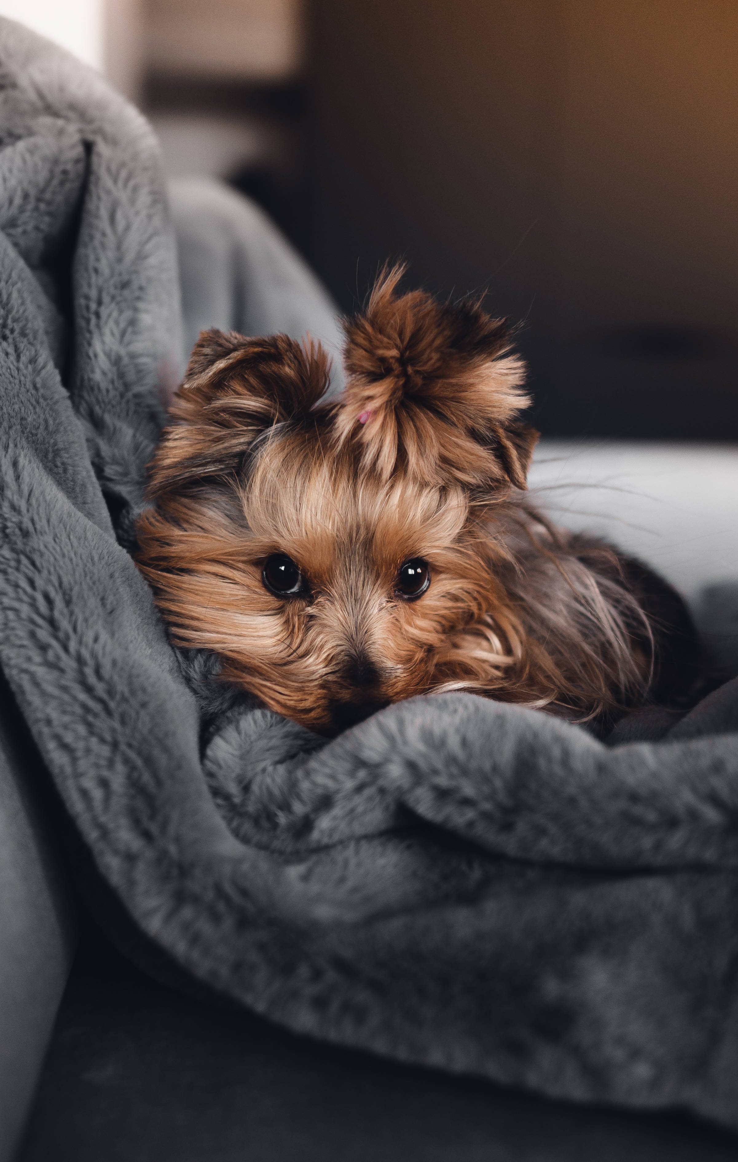 Søt jentetelefonbakgrunn med hund Bakgrunner