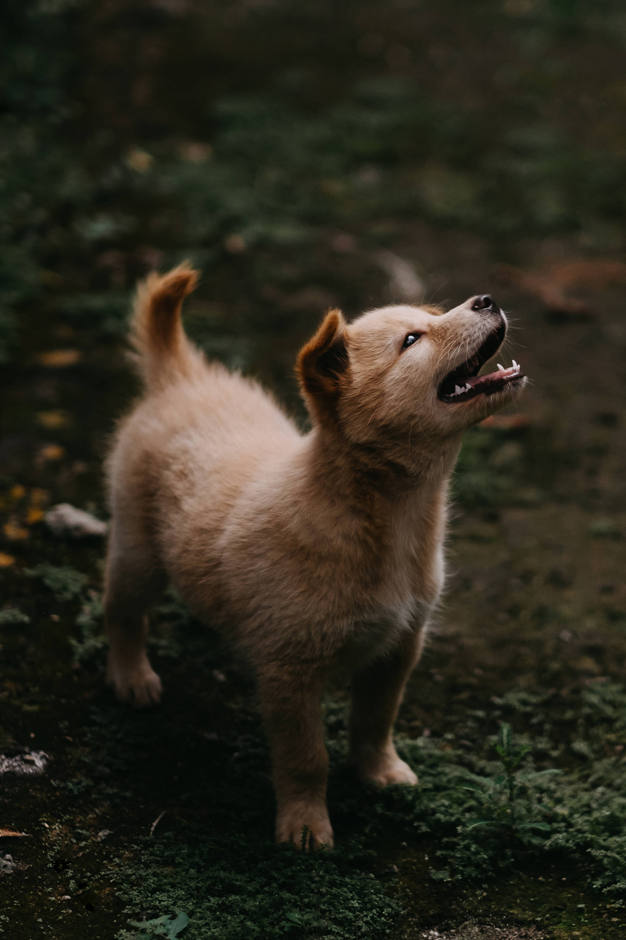 Søt Jindo-hund på gresset Bakgrunner