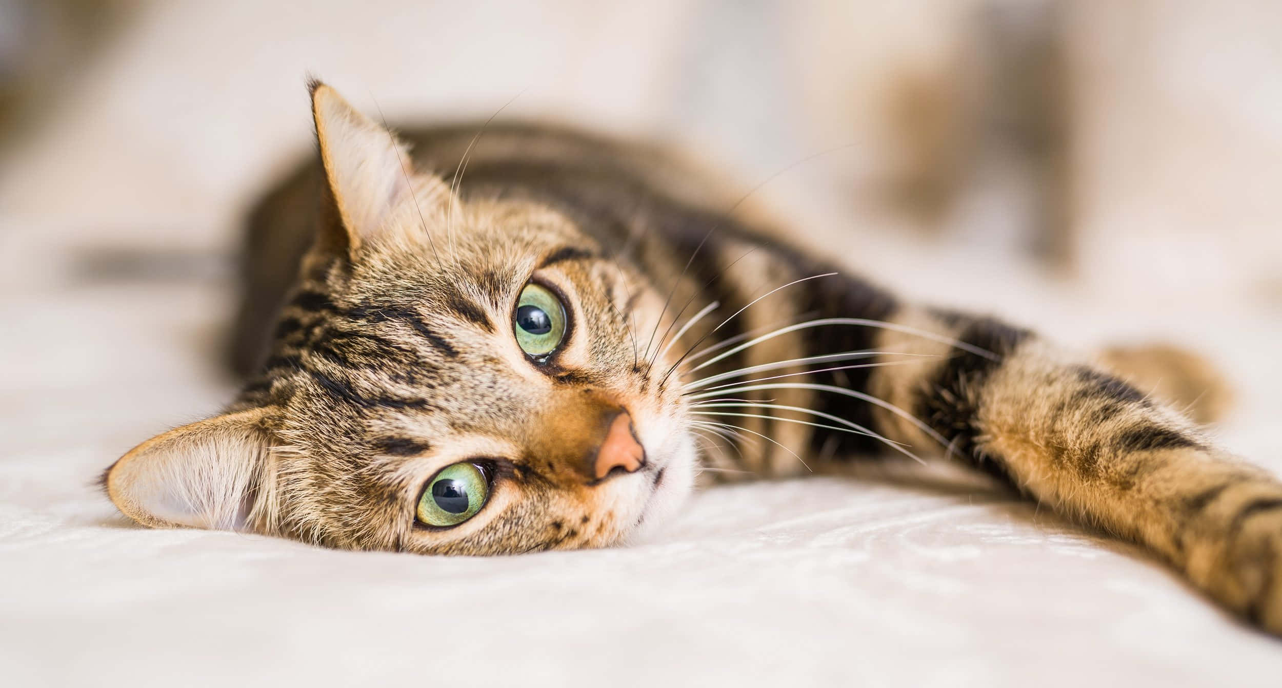 Søt katt dyrebilde Bakgrunner