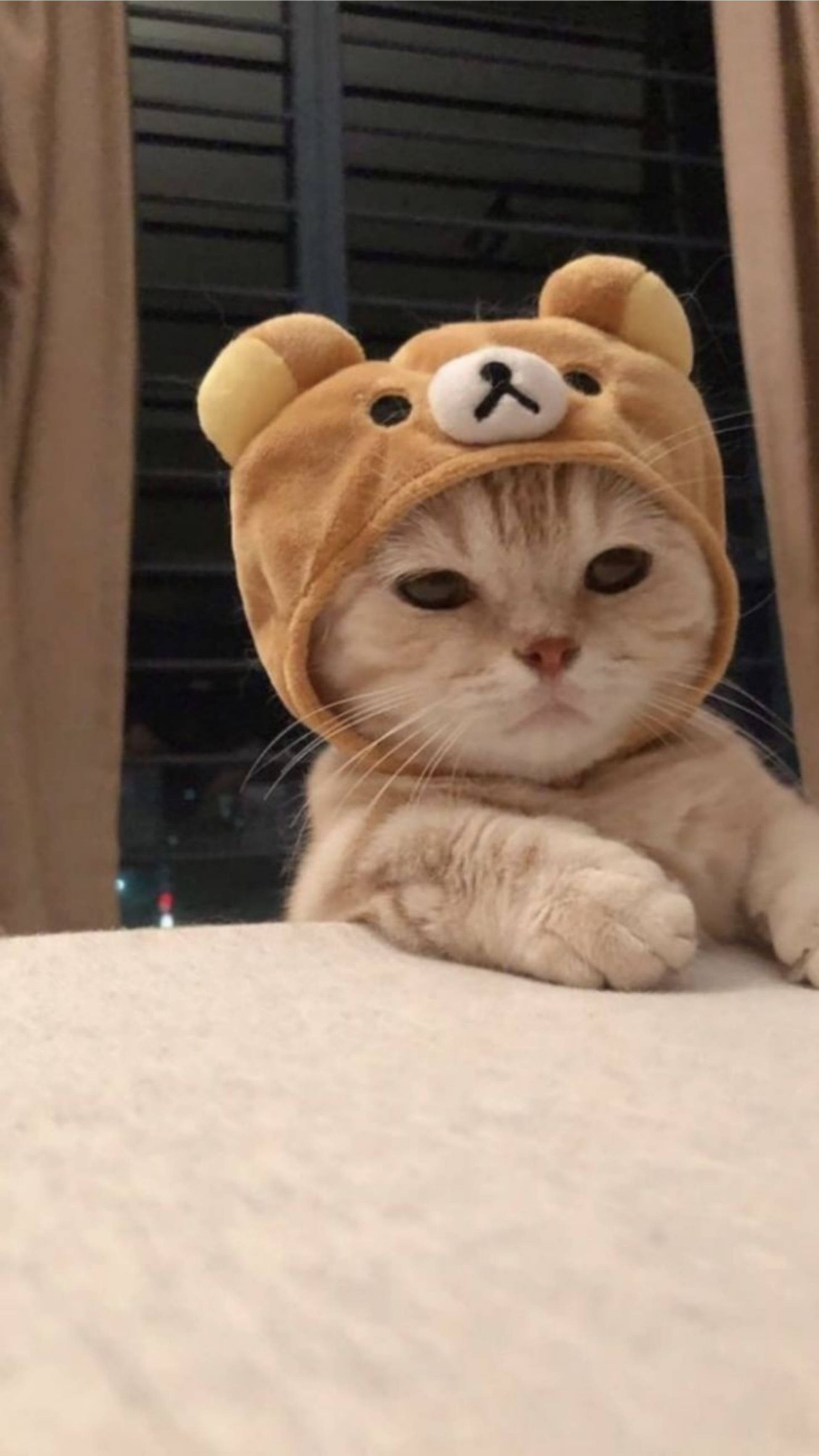 Søt katt estetisk Rilakkuma-lue Bakgrunner