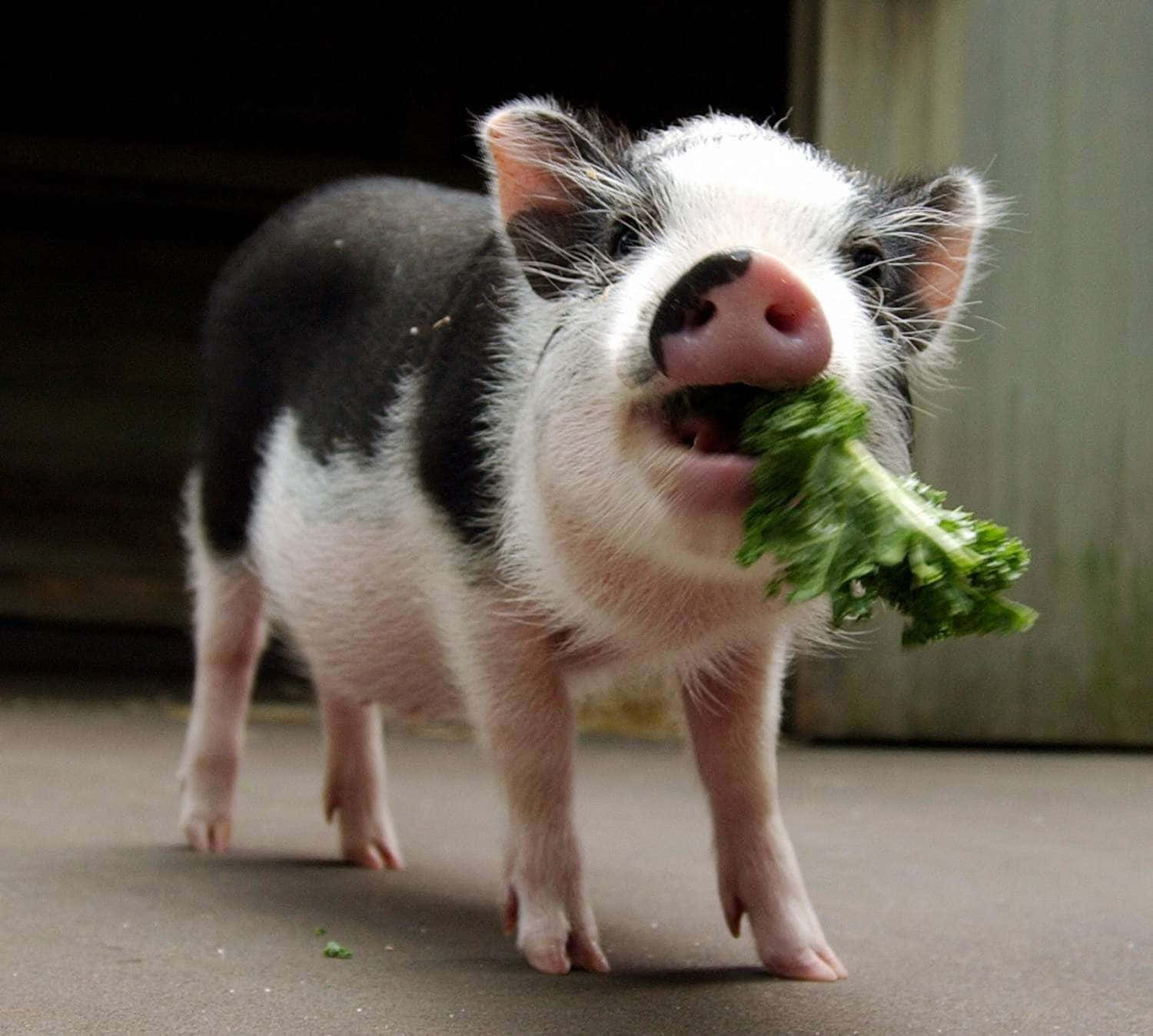 Søt liten gris som tar seg en lur Bakgrunner