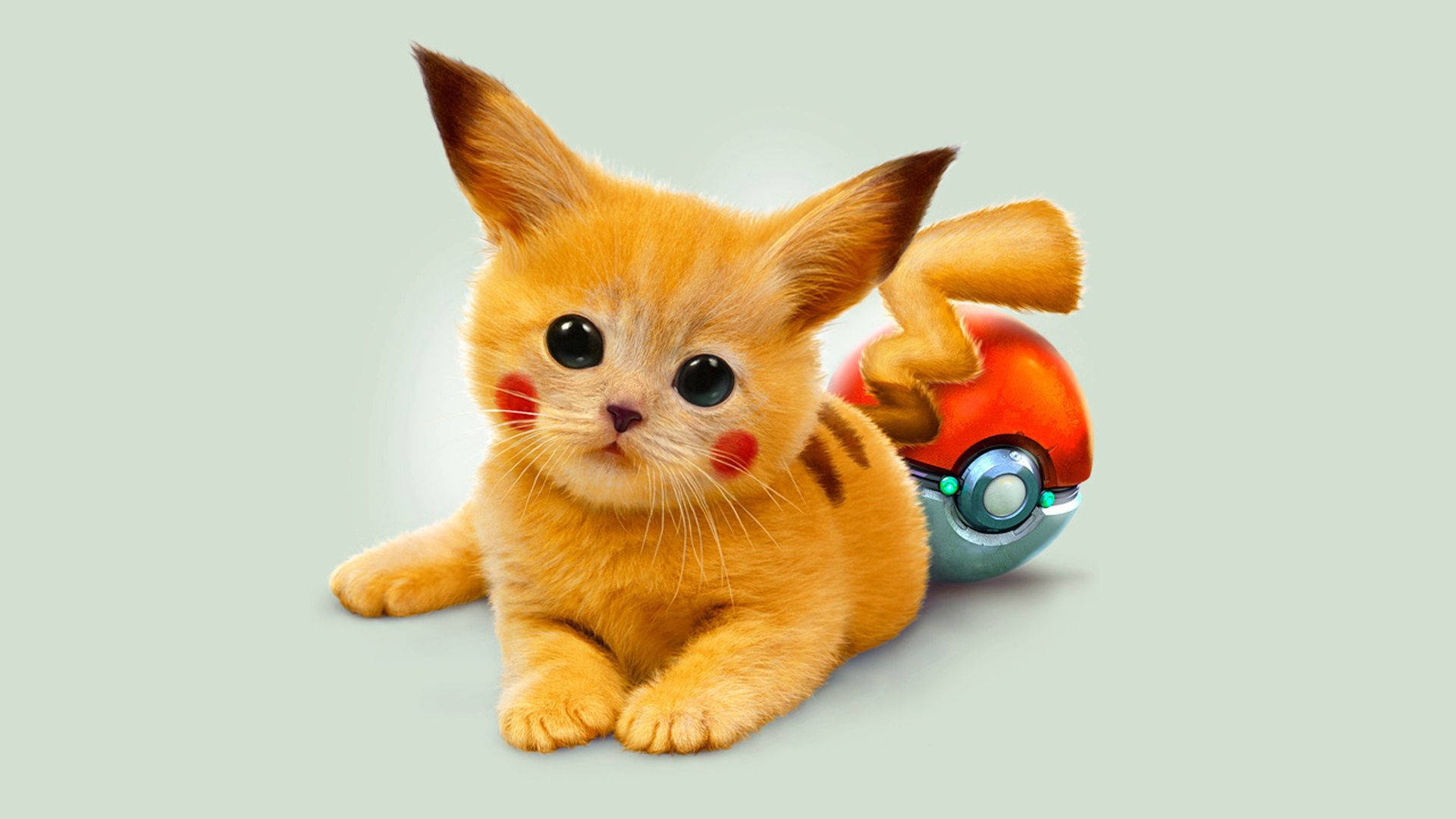 Søt og koselig Pikachu-katt Bakgrunner