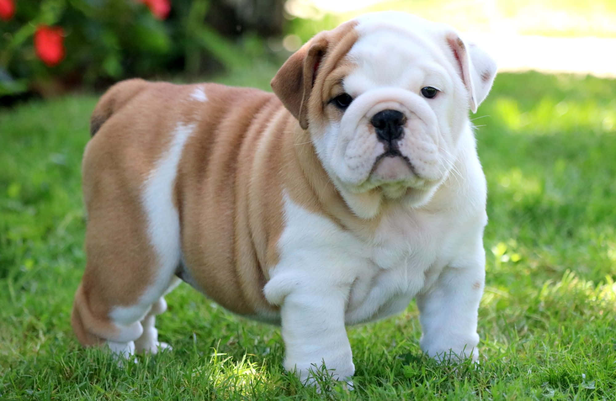 Søt og lubben bulldoggevalp bilde Bakgrunner