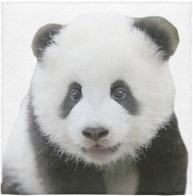 Søt panda-portrett Bakgrunner