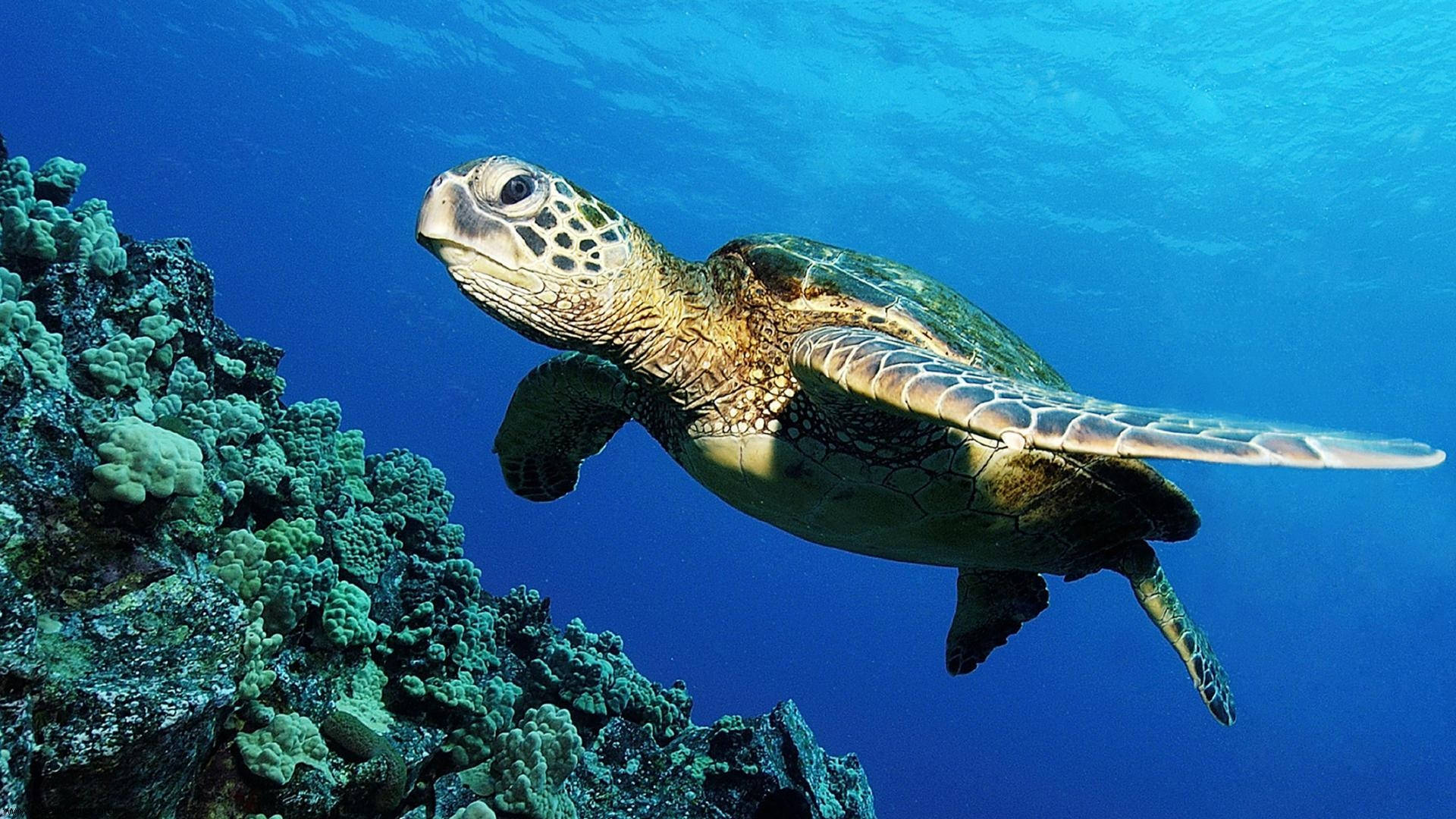 Søt skilpadde som svømmer i havet Bakgrunner