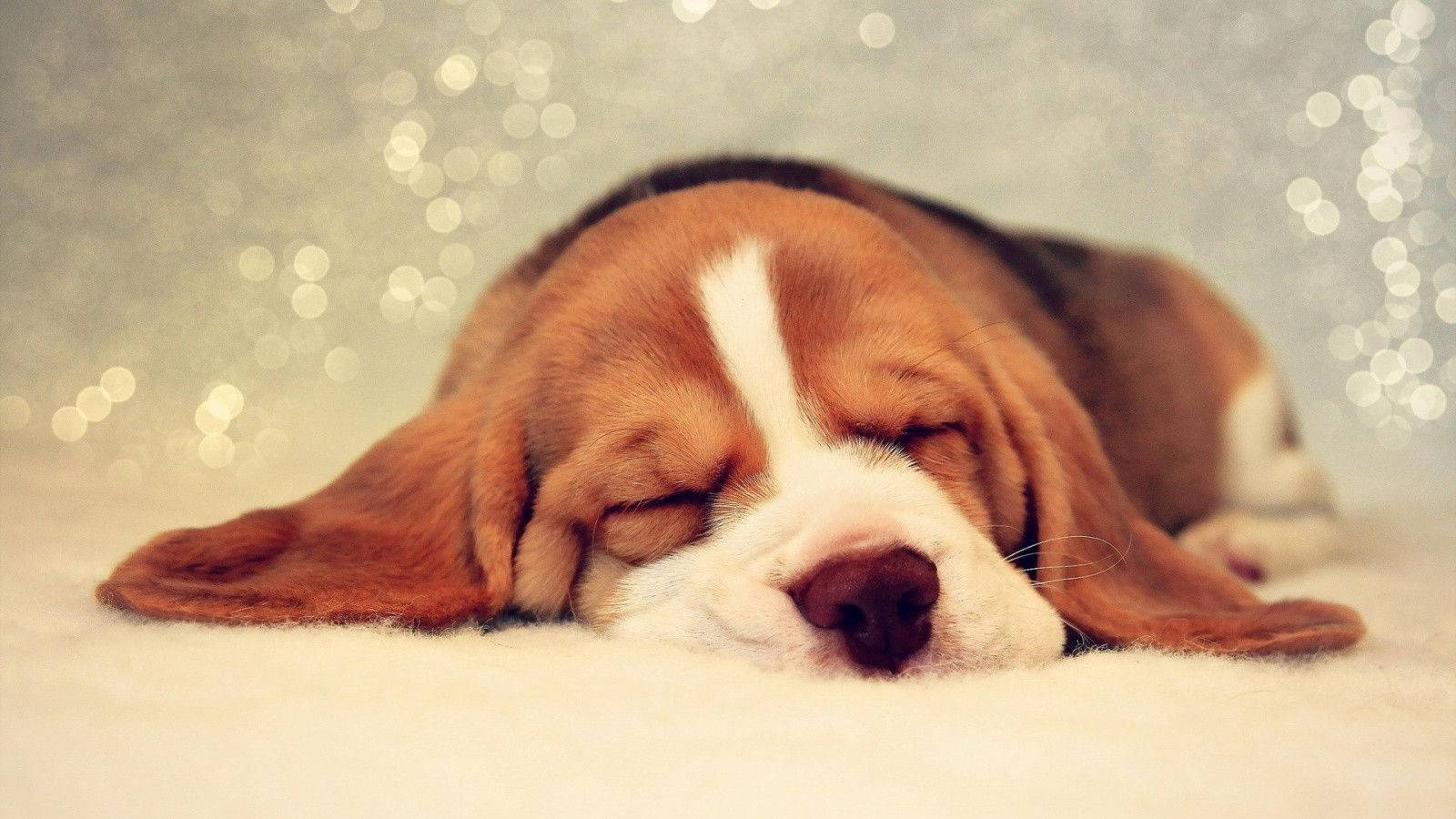 Søt sovende beaglehund Bakgrunner