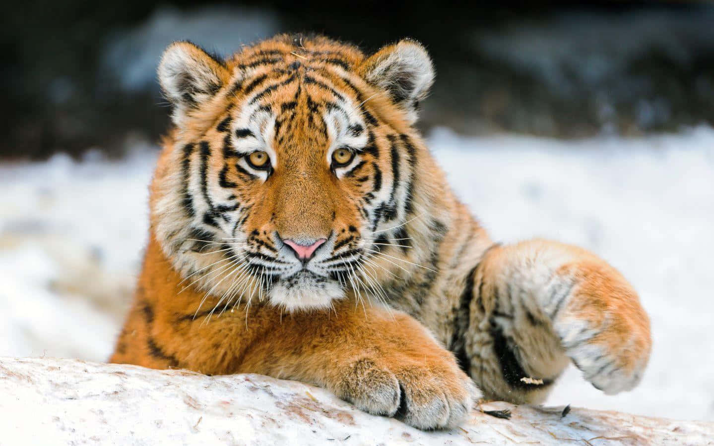 Søt tiger i hvit snø Bakgrunner