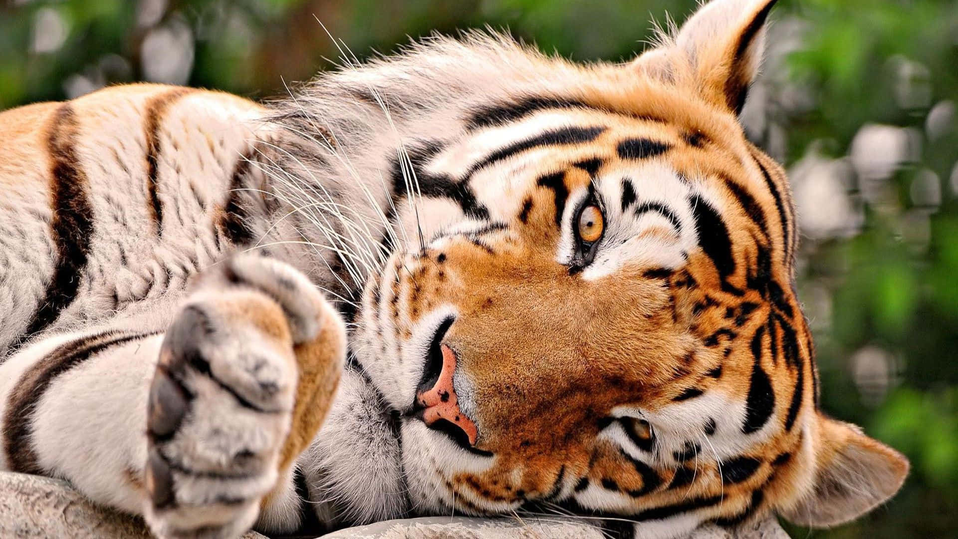 Søt tiger i søvnig positur bilde Bakgrunner