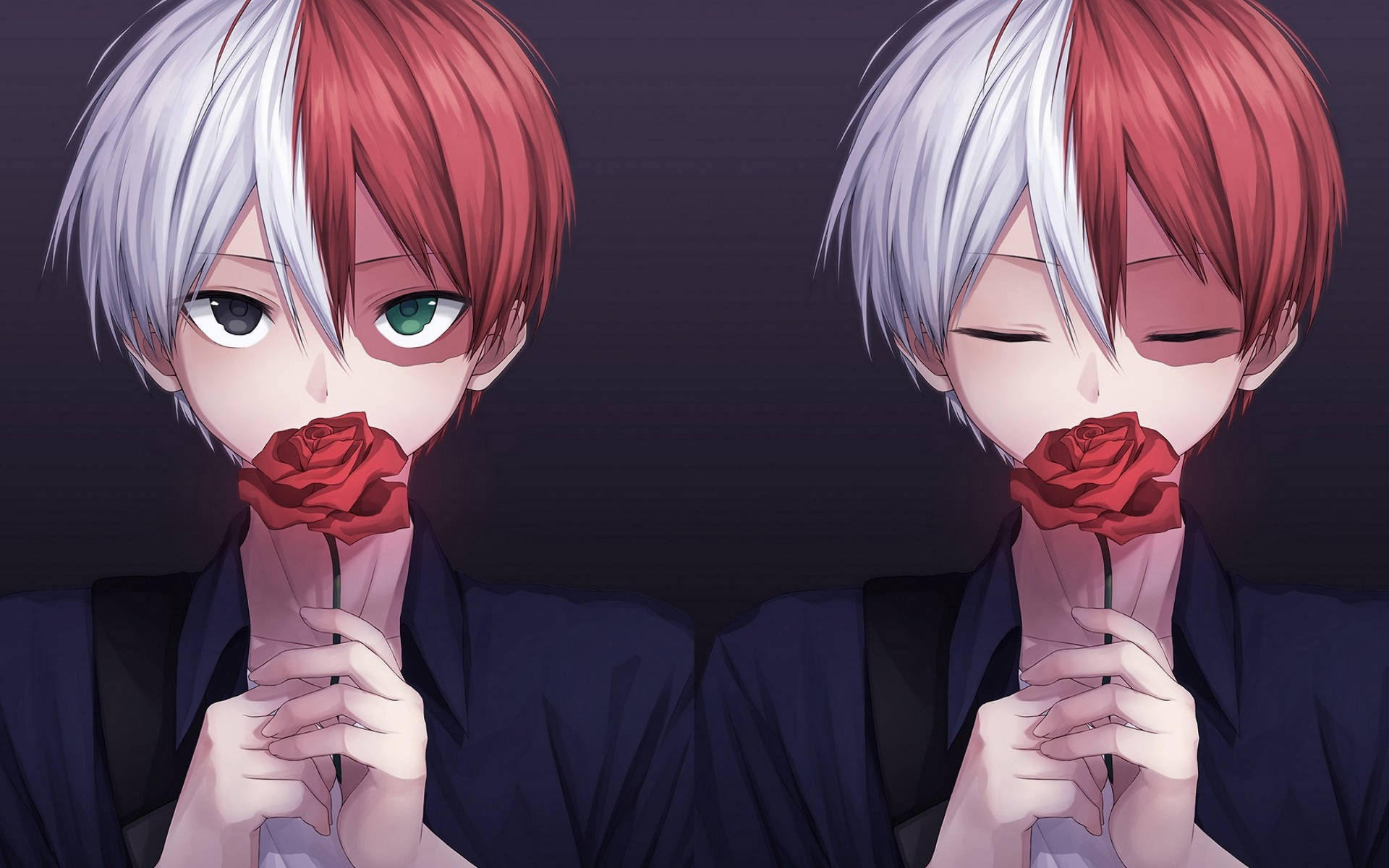 Søt Todoroki som holder en rød rose Bakgrunner
