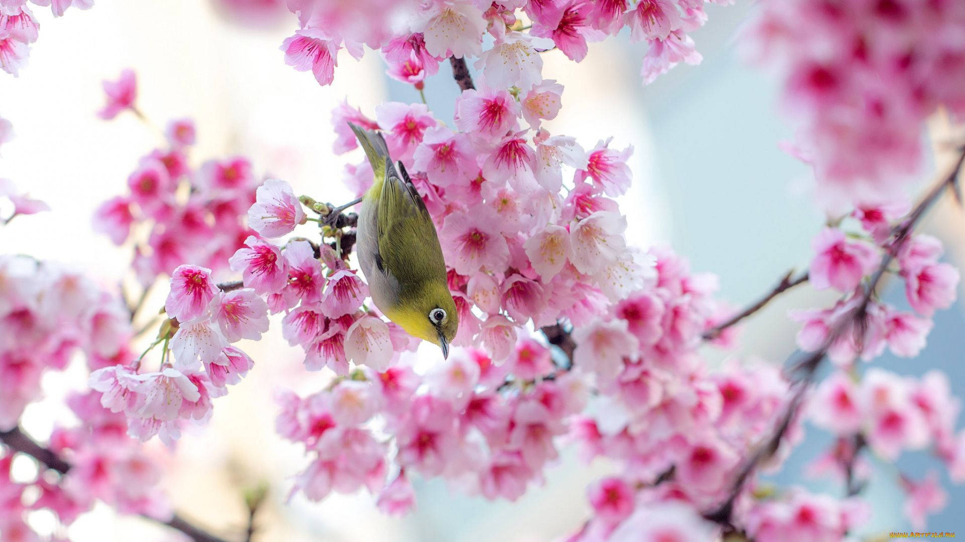 Søt vårfugl i sakura Bakgrunner