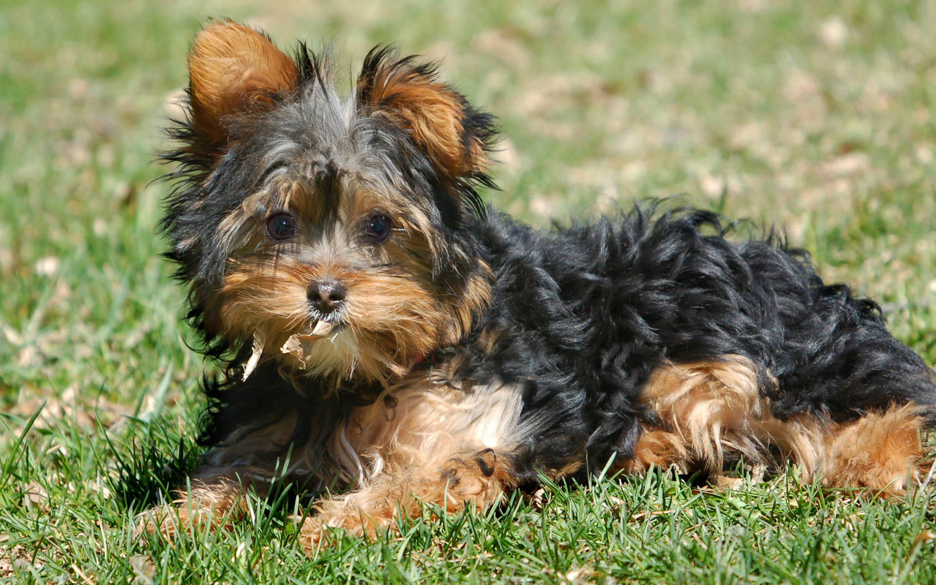 Søt Yorkshire Terrier på gresset Bakgrunner