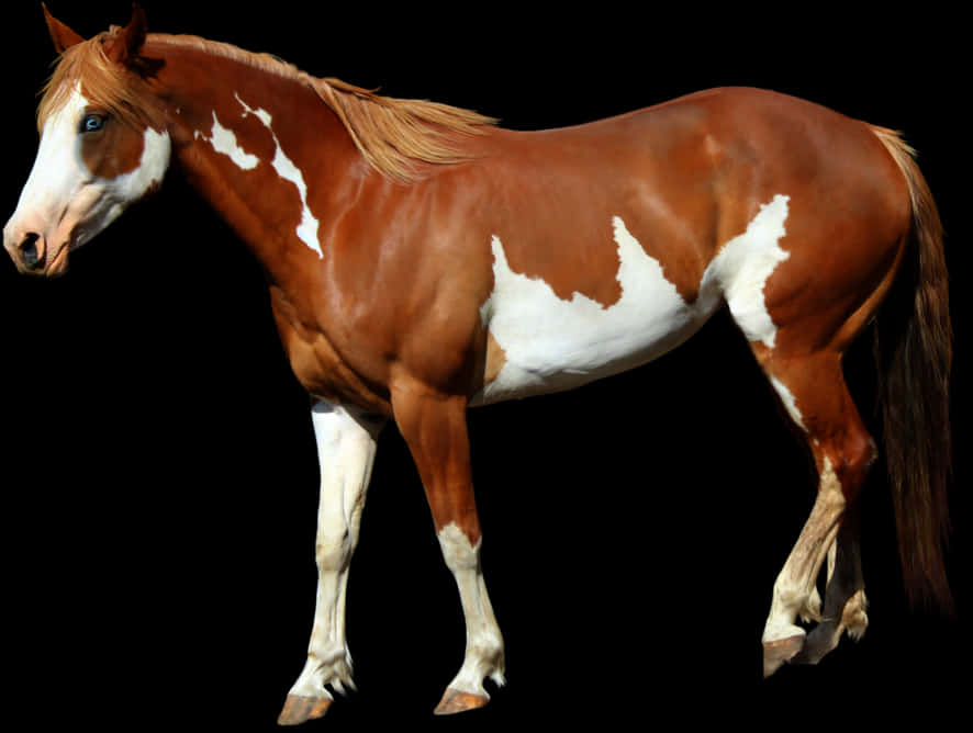Stående kastanjefarget paint-hest Bakgrunner