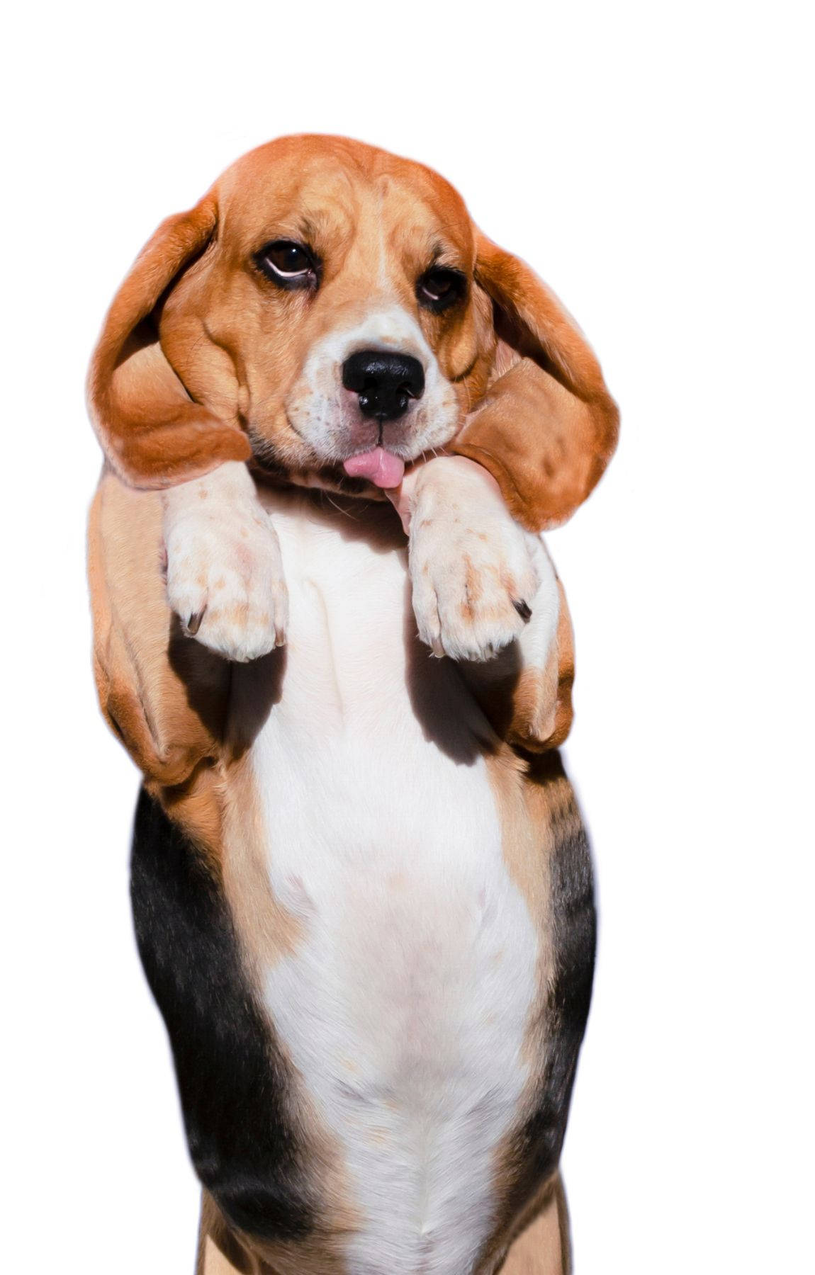 Stående liten Beagle-hund Bakgrunner