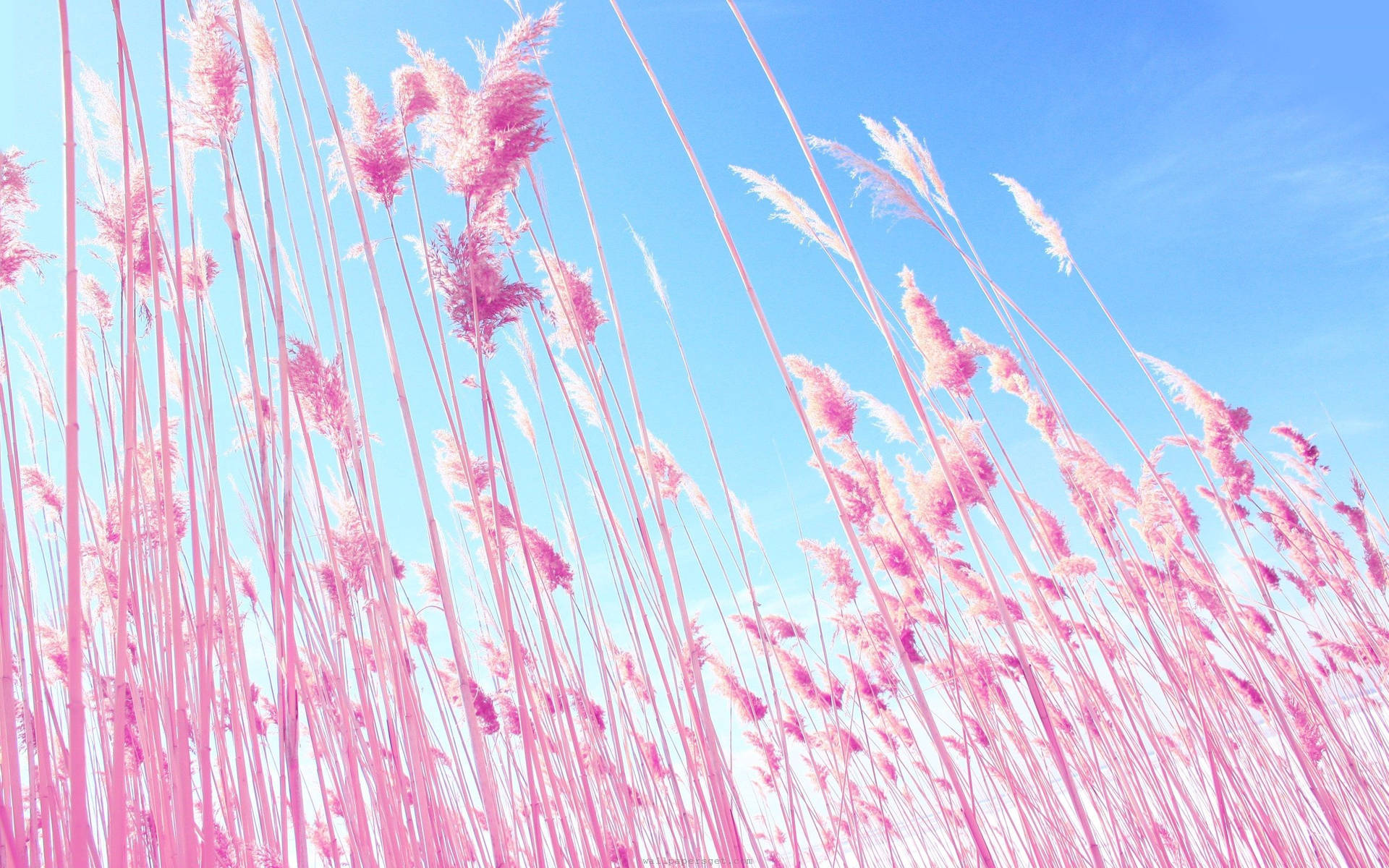 Et rosa felt under en blå himmel bakgrunnsbilde.