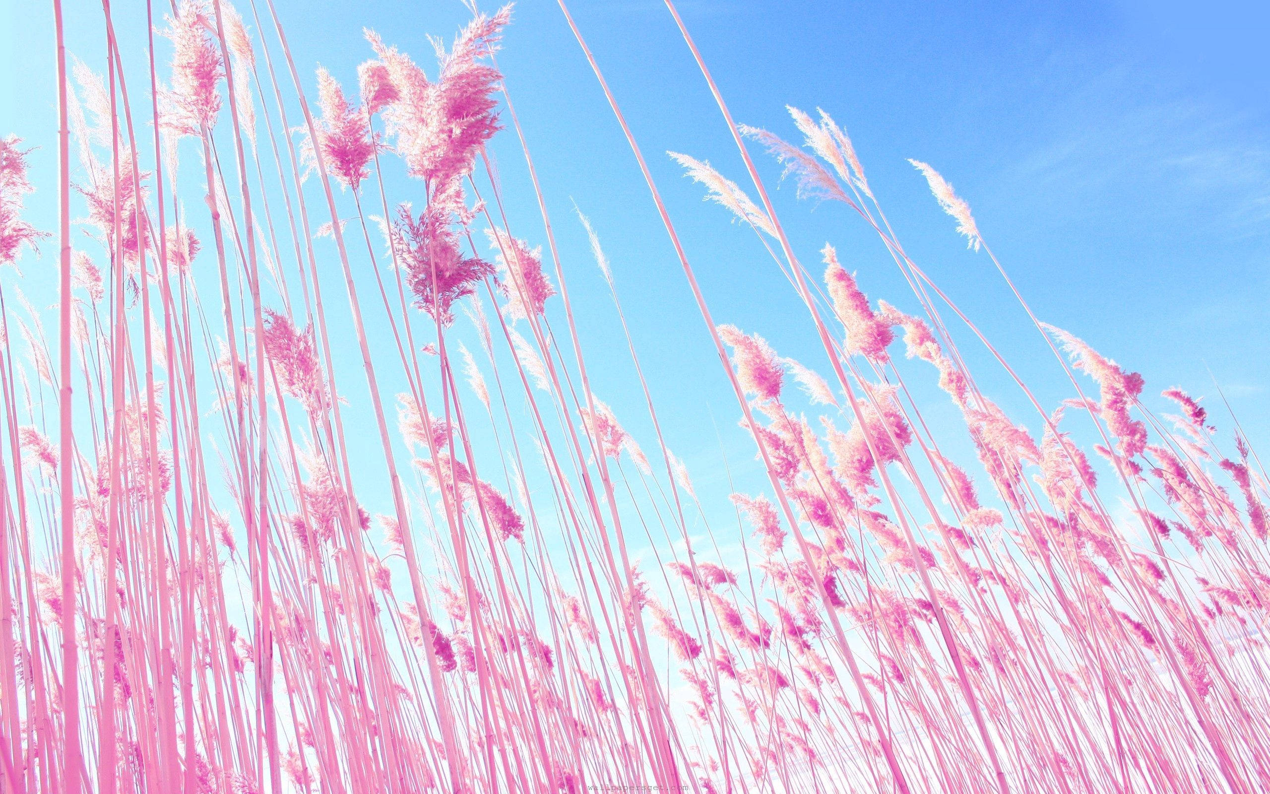 Stående på det livfulle rosa feltet Bakgrunner