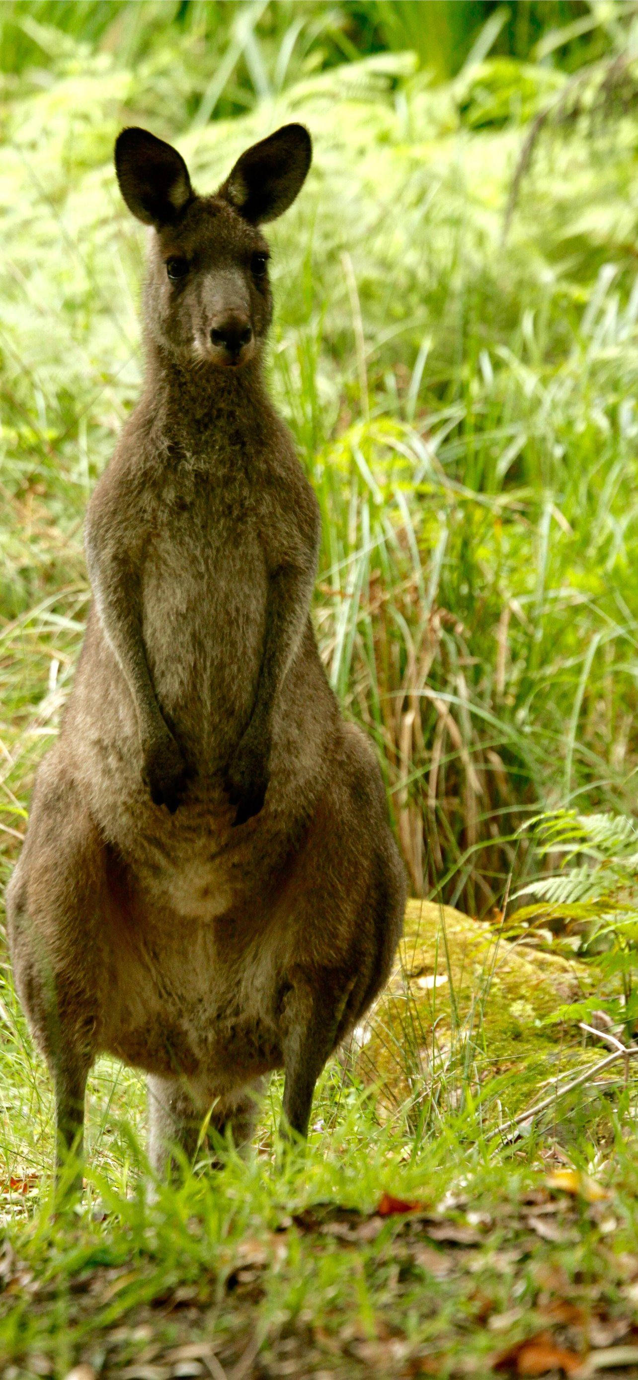 Standing Kangaroo Bakgrunner