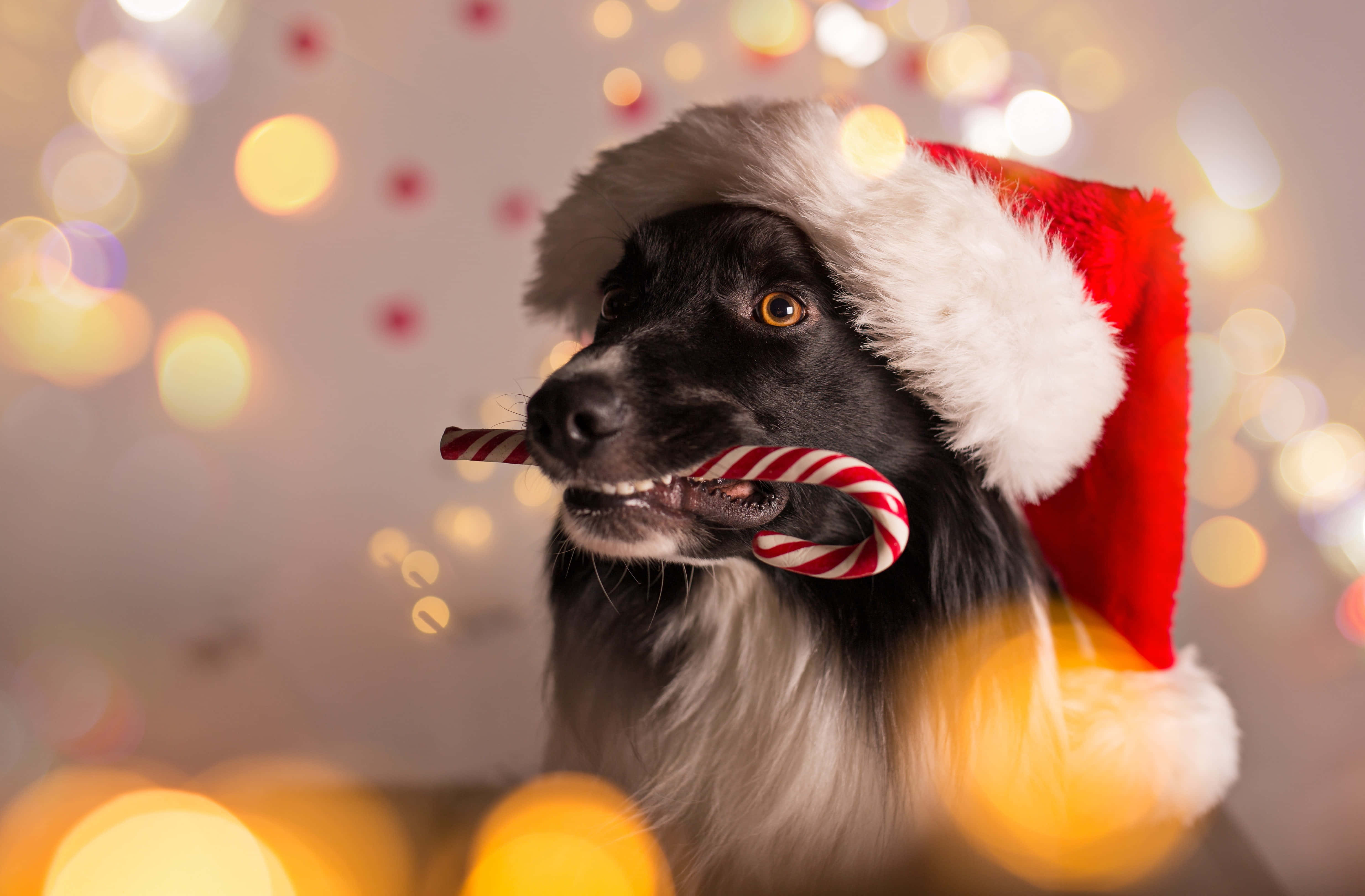 Søte estetiske julebilder Bakgrunner