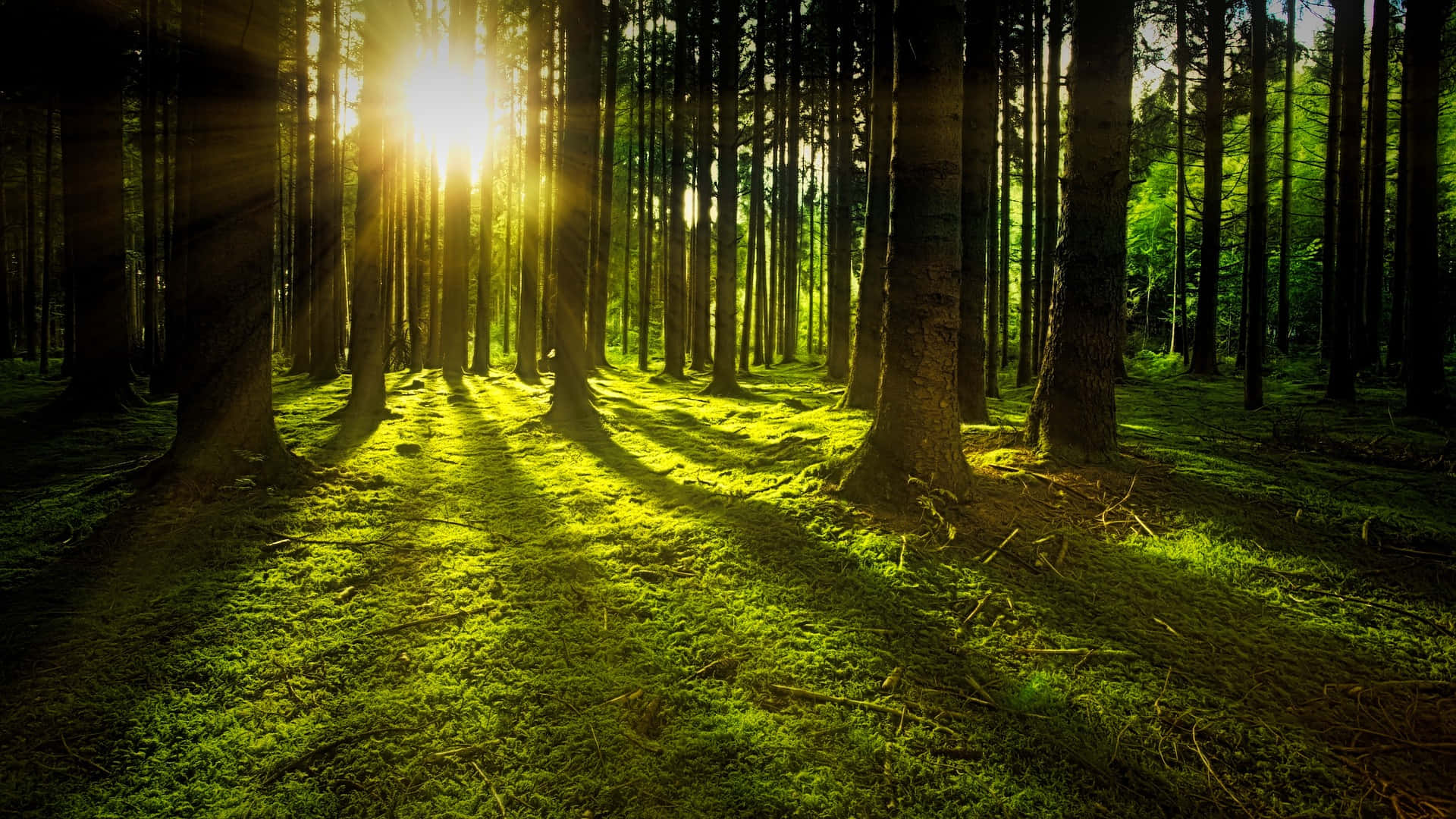 Sterkt sollys i den vakre skogen bilde Bakgrunner