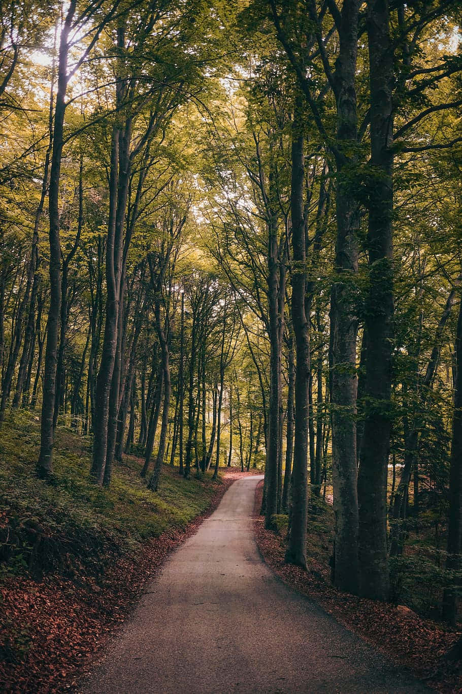 Sti gjennom skogen Bakgrunner