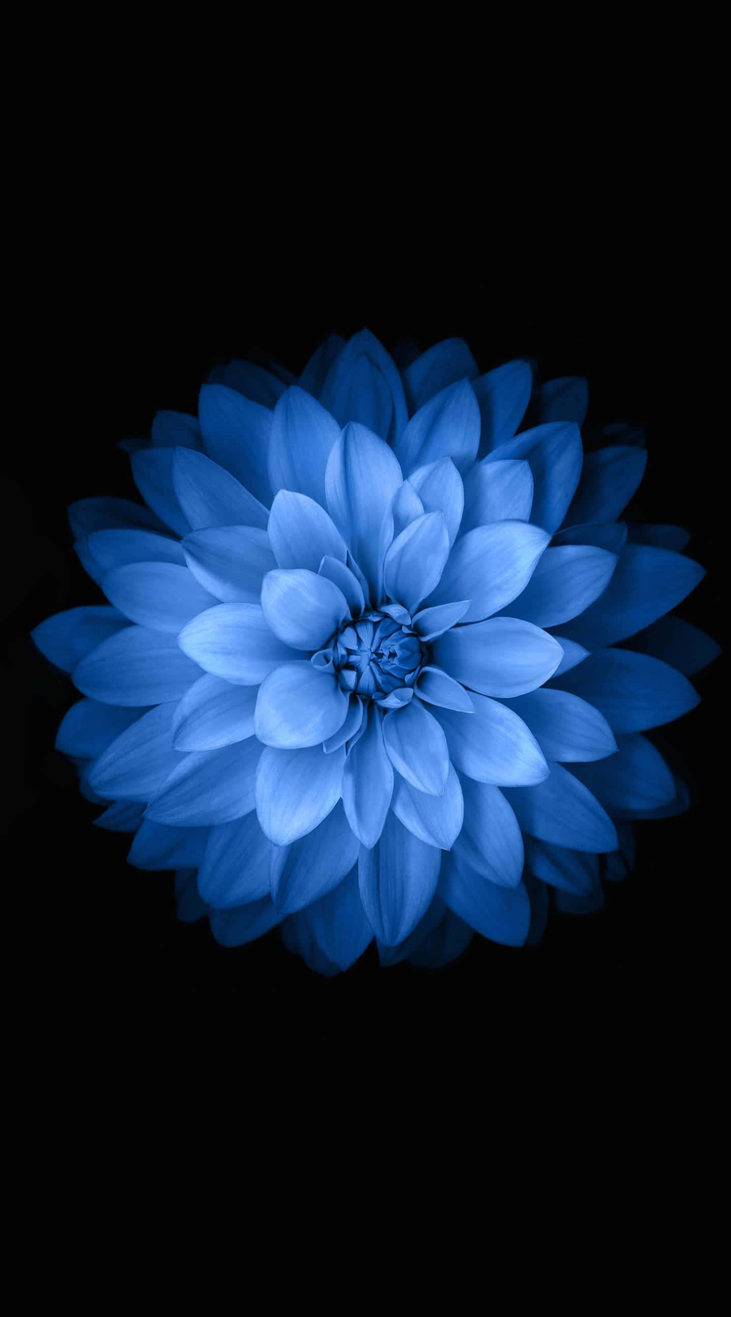 Stilfullt Skap en Blomstring: Vår Blomster iPhone Bakgrunner