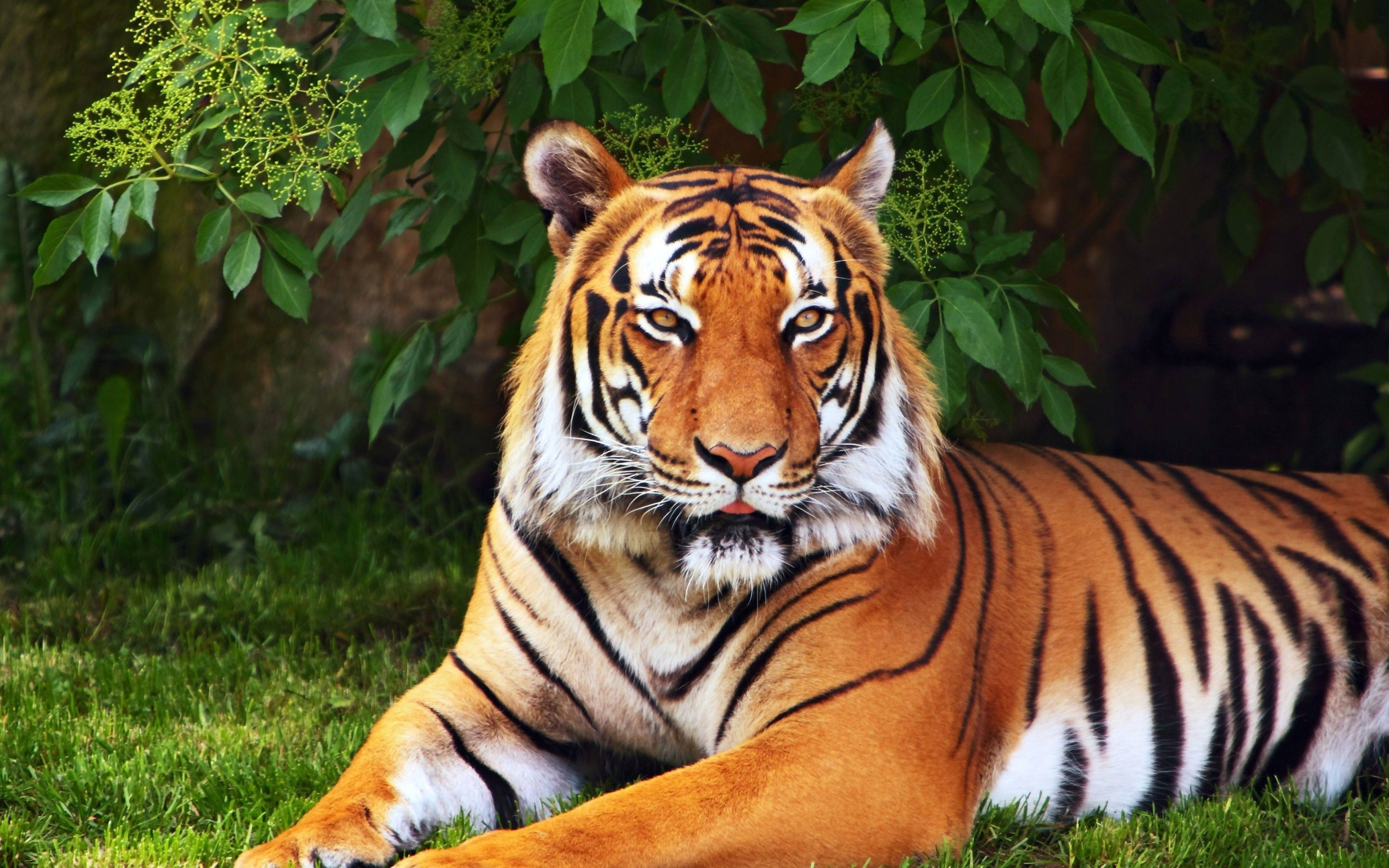 Stilig 8K Tiger UHD Bakgrunner