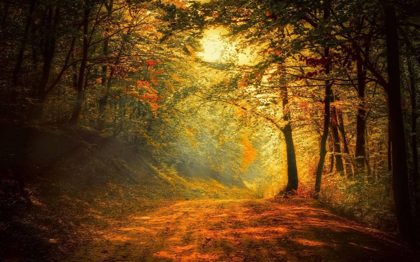 Stille fortryllende skog Bakgrunner