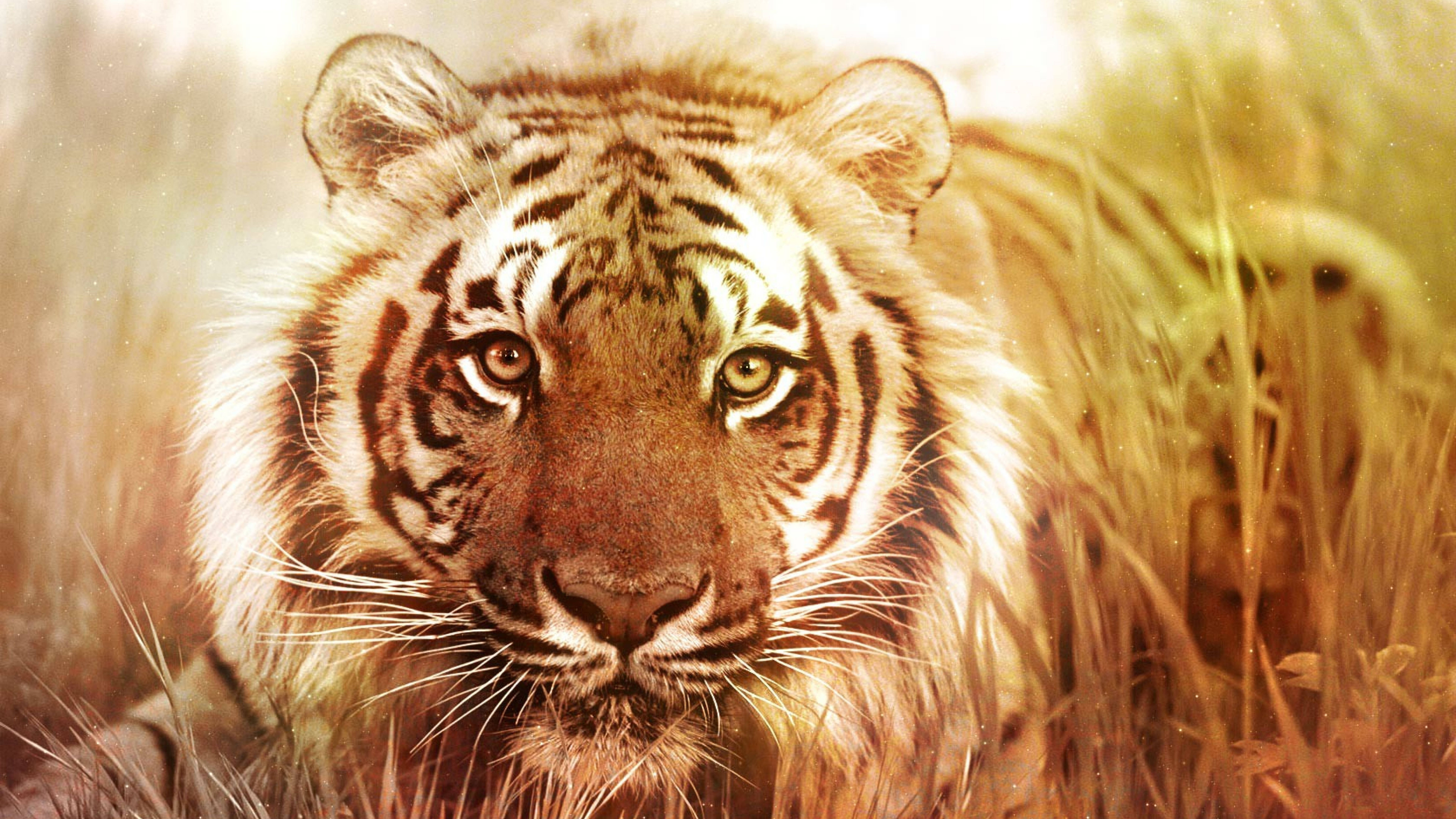 Største nålevende kattedyr 8K Tiger UHD Bakgrunner