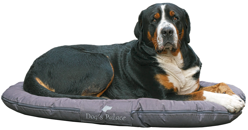 Stor sveitserhund på seng Bakgrunner