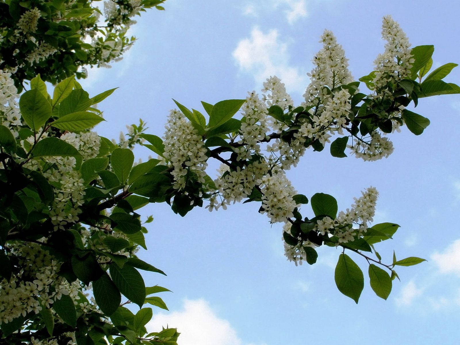 Storbladet hvit kirsebærblomst Bakgrunner