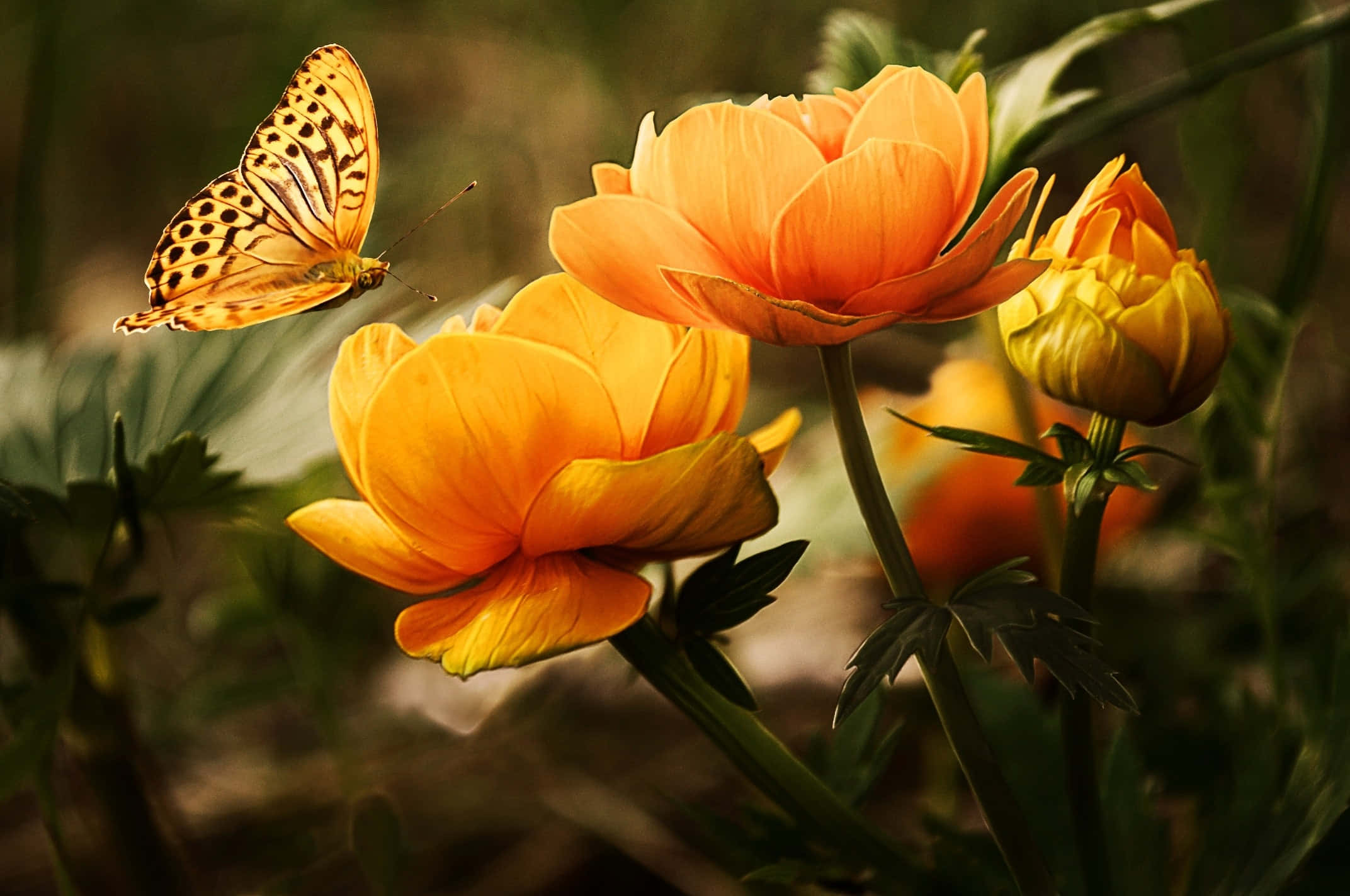 Store oransje blomster og sommerfugler Bakgrunner